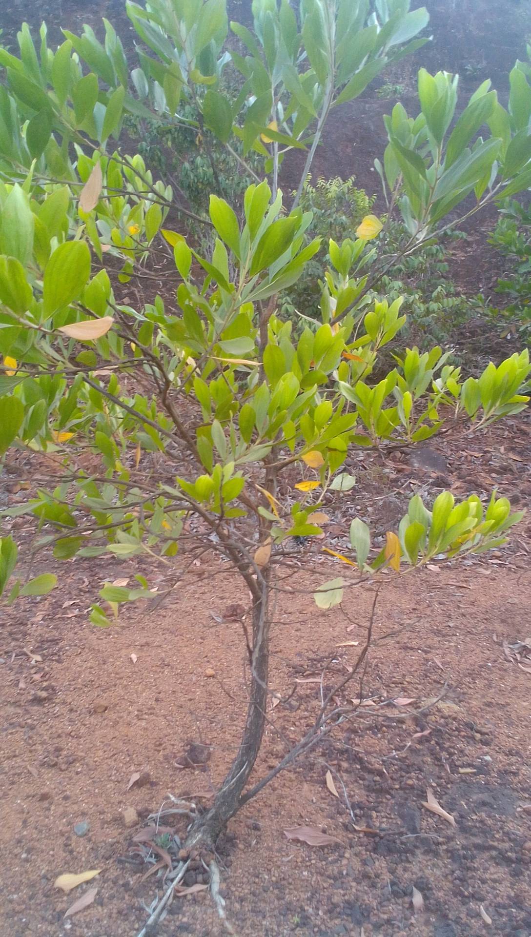 tree