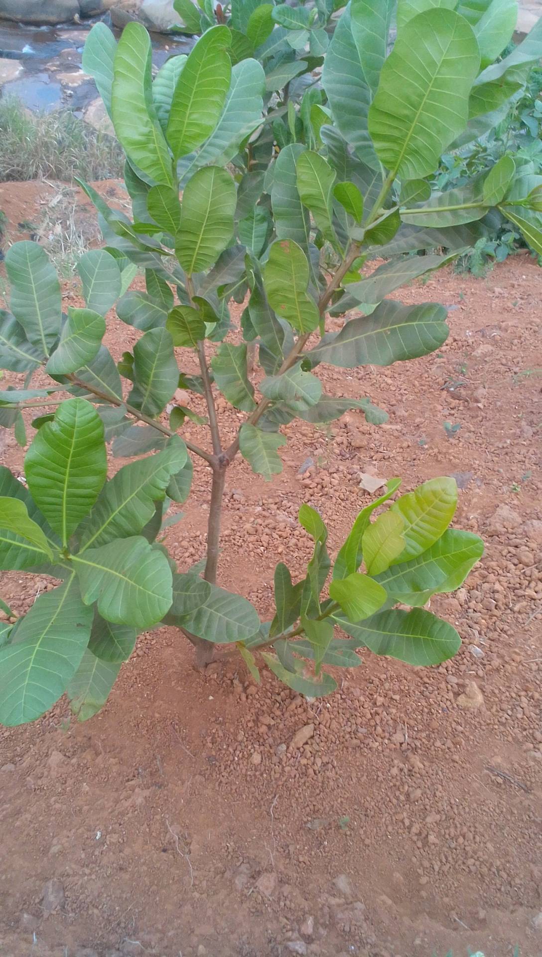 tree