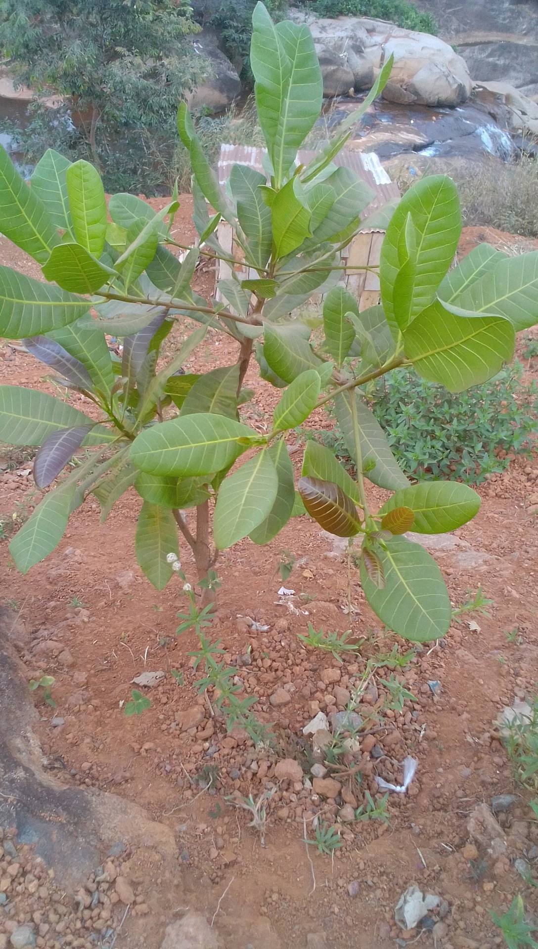 tree