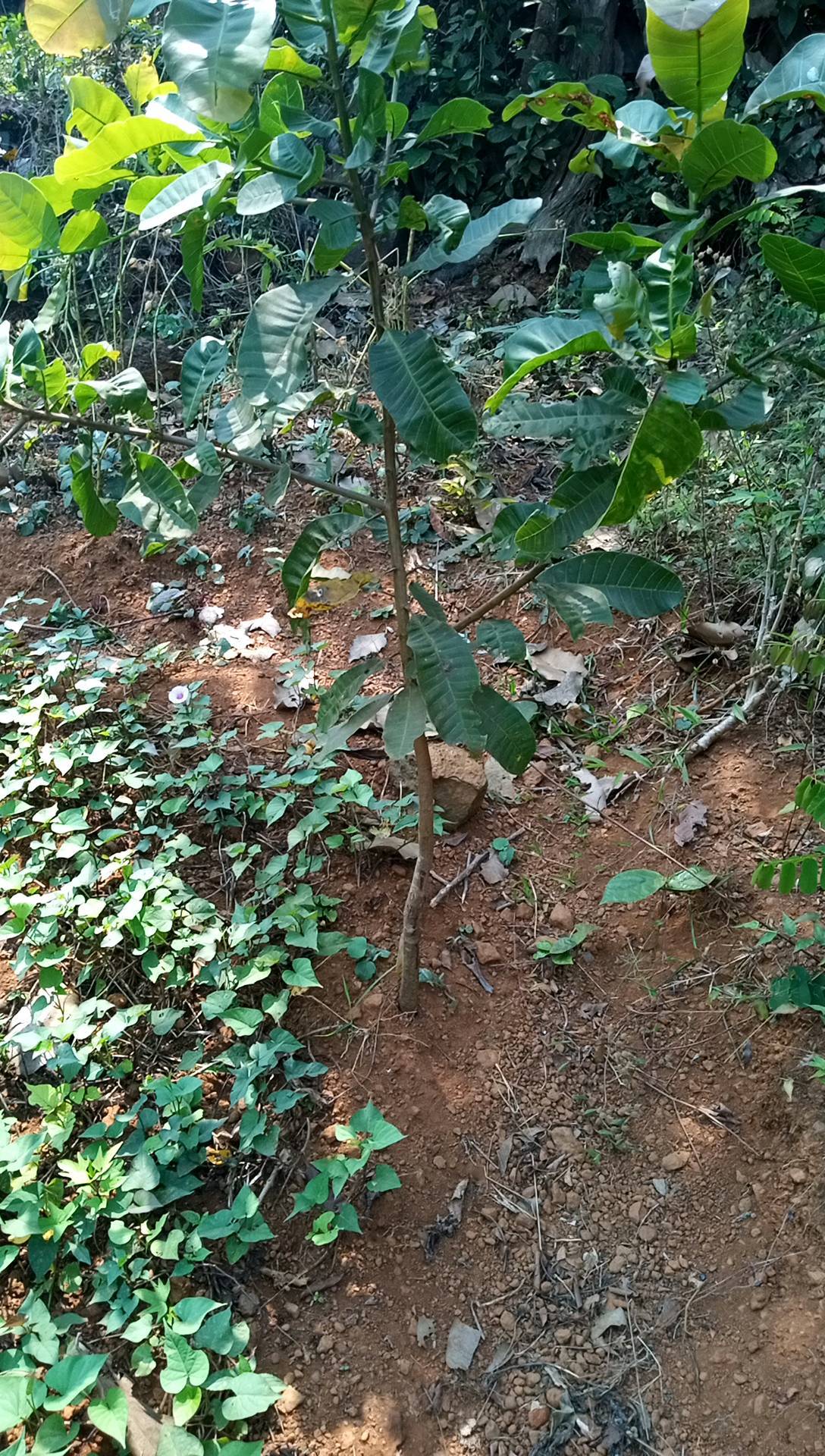 tree