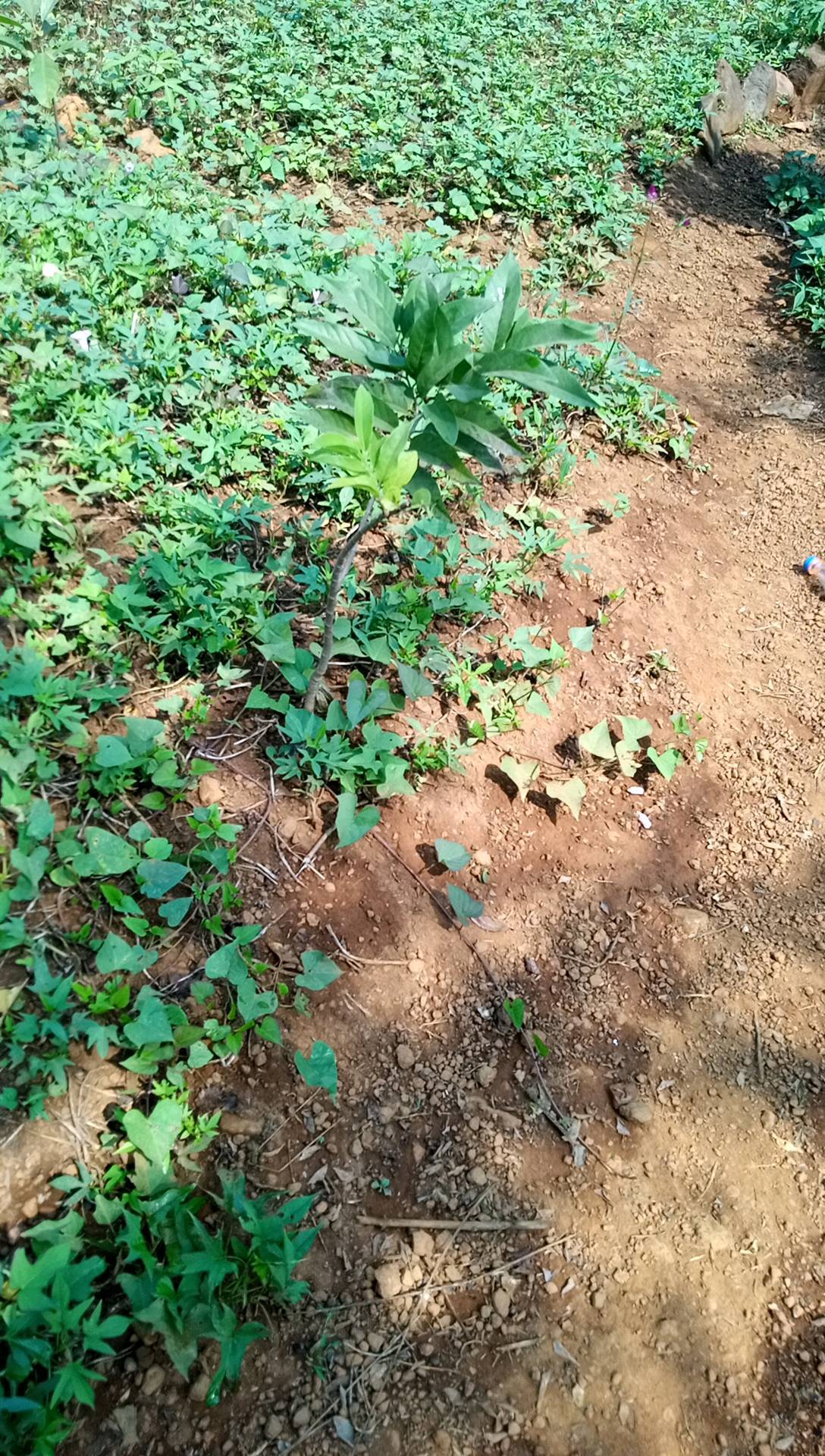 tree