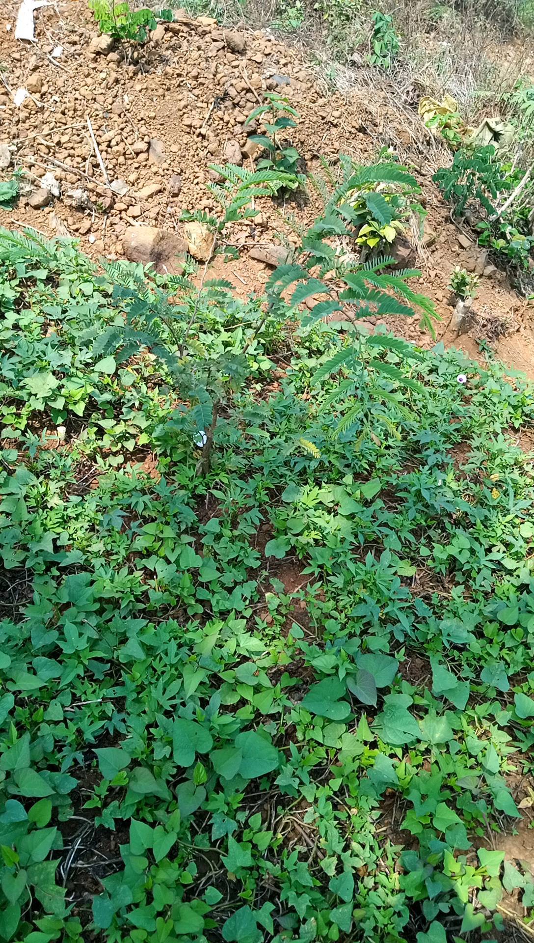 tree
