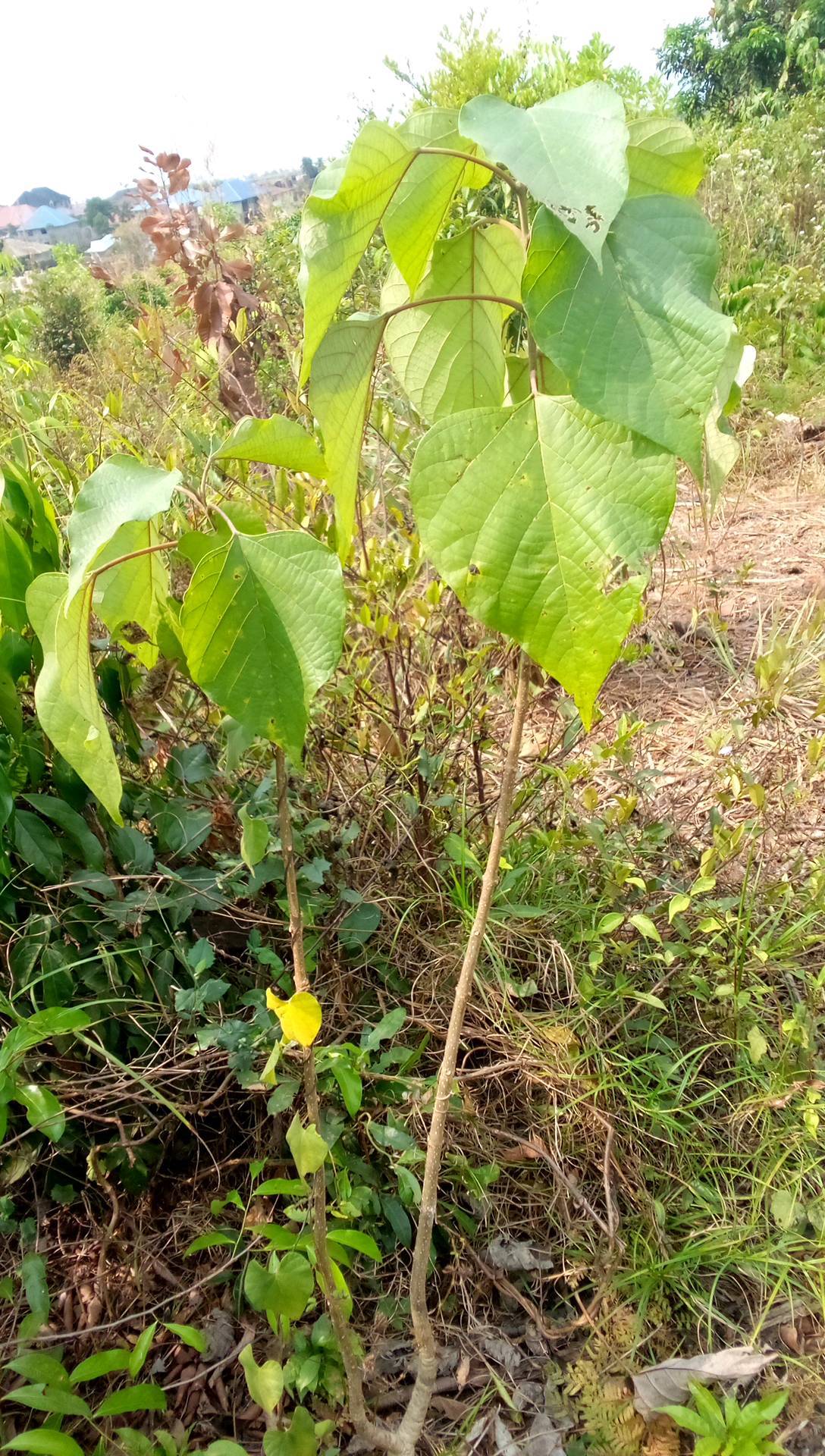 tree
