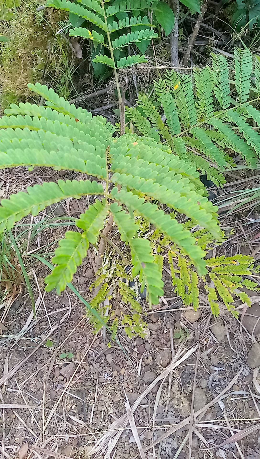tree