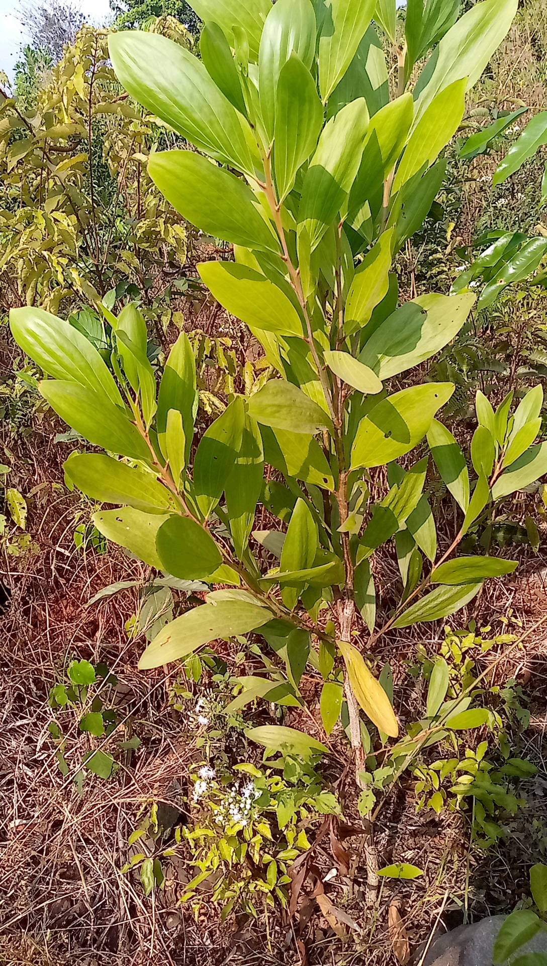 tree