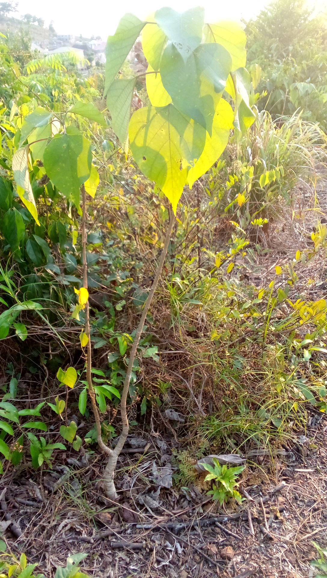 tree