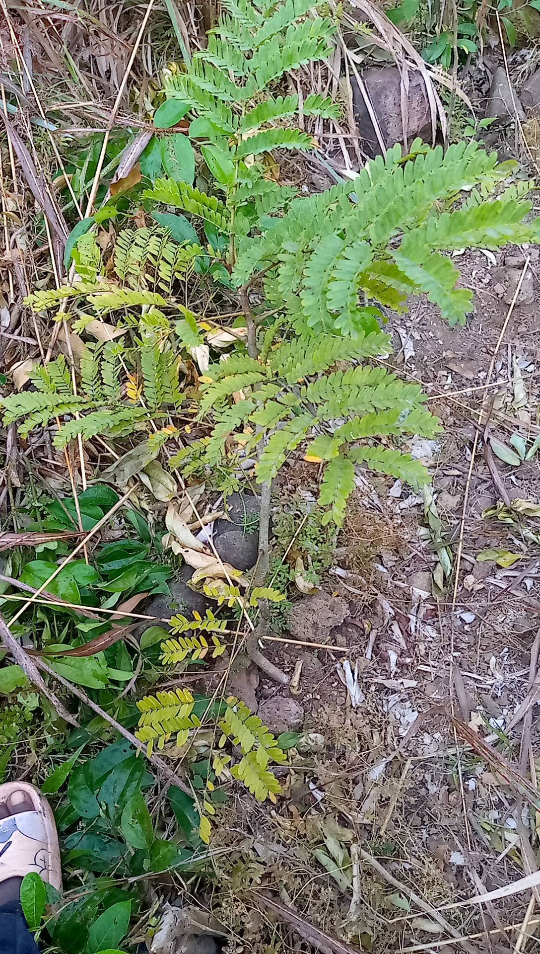 tree