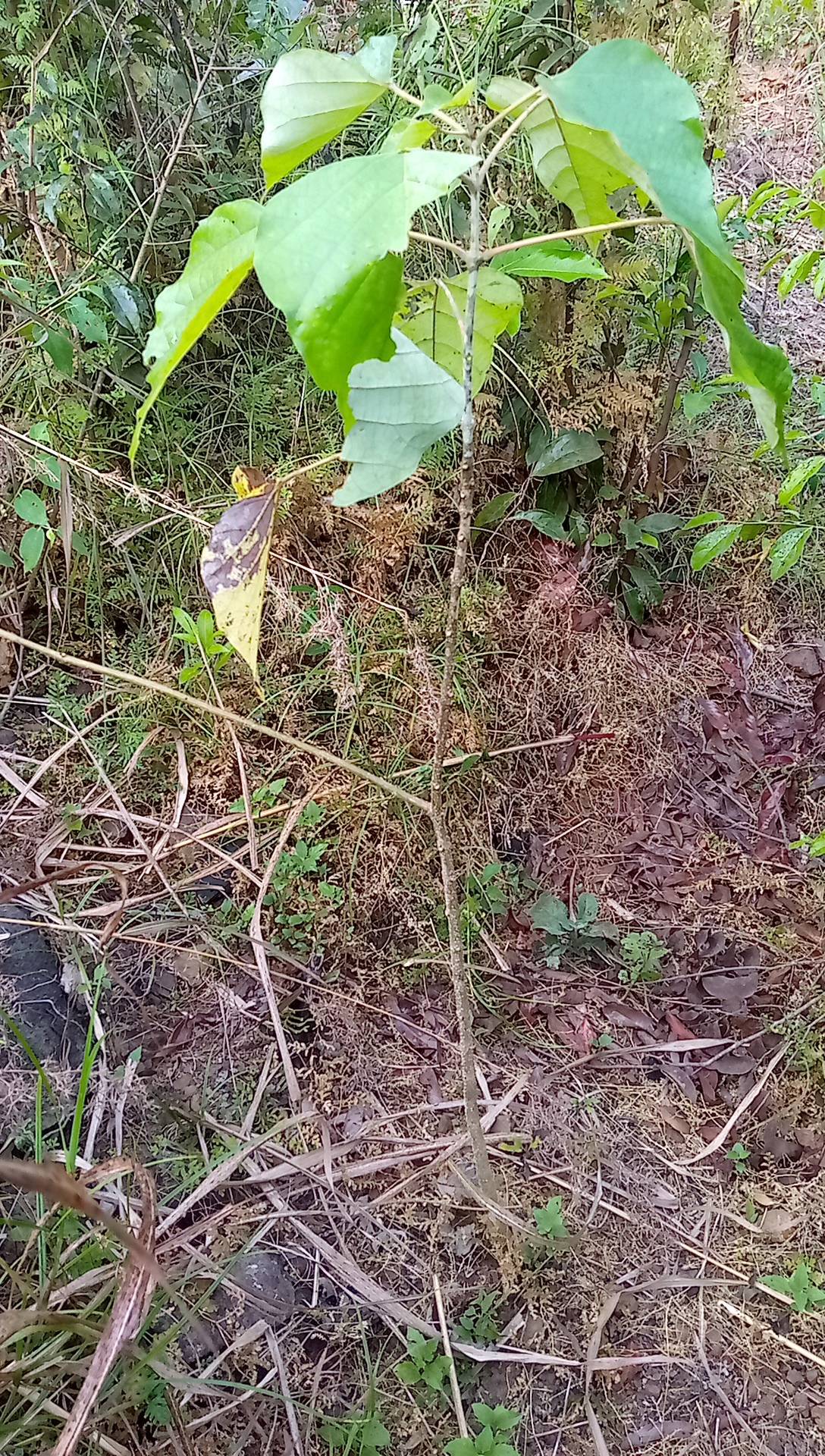 tree