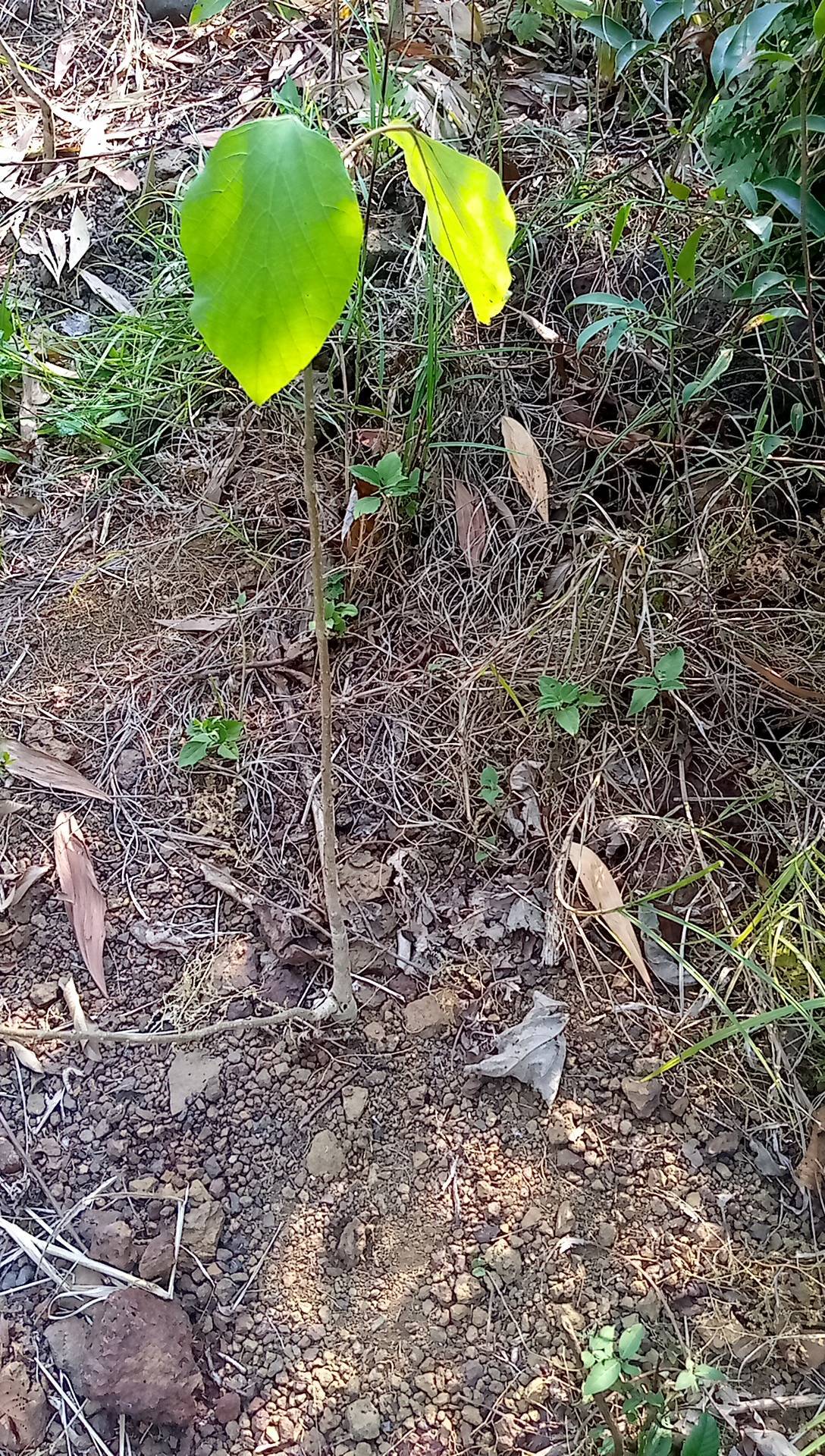 tree