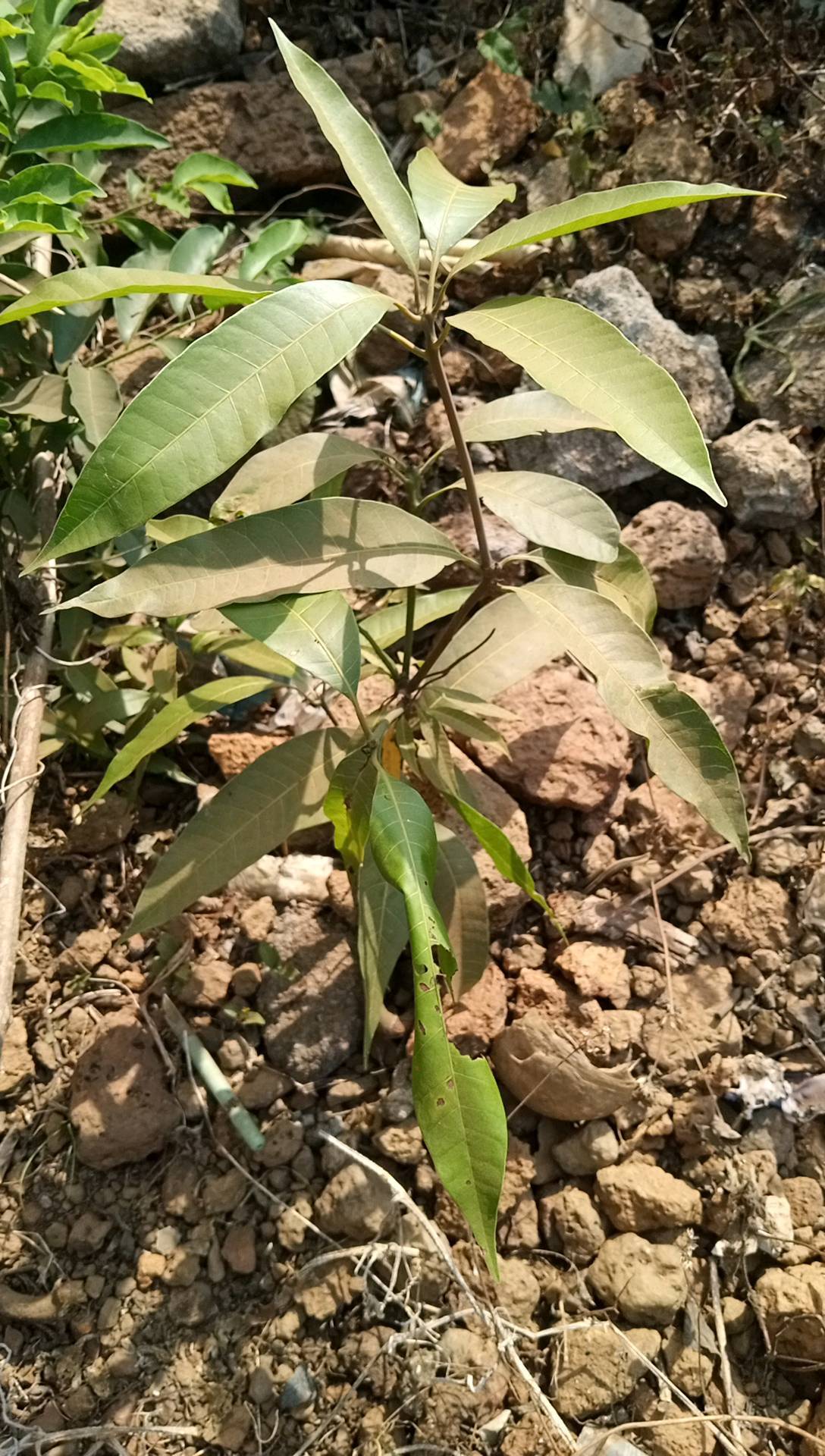 tree