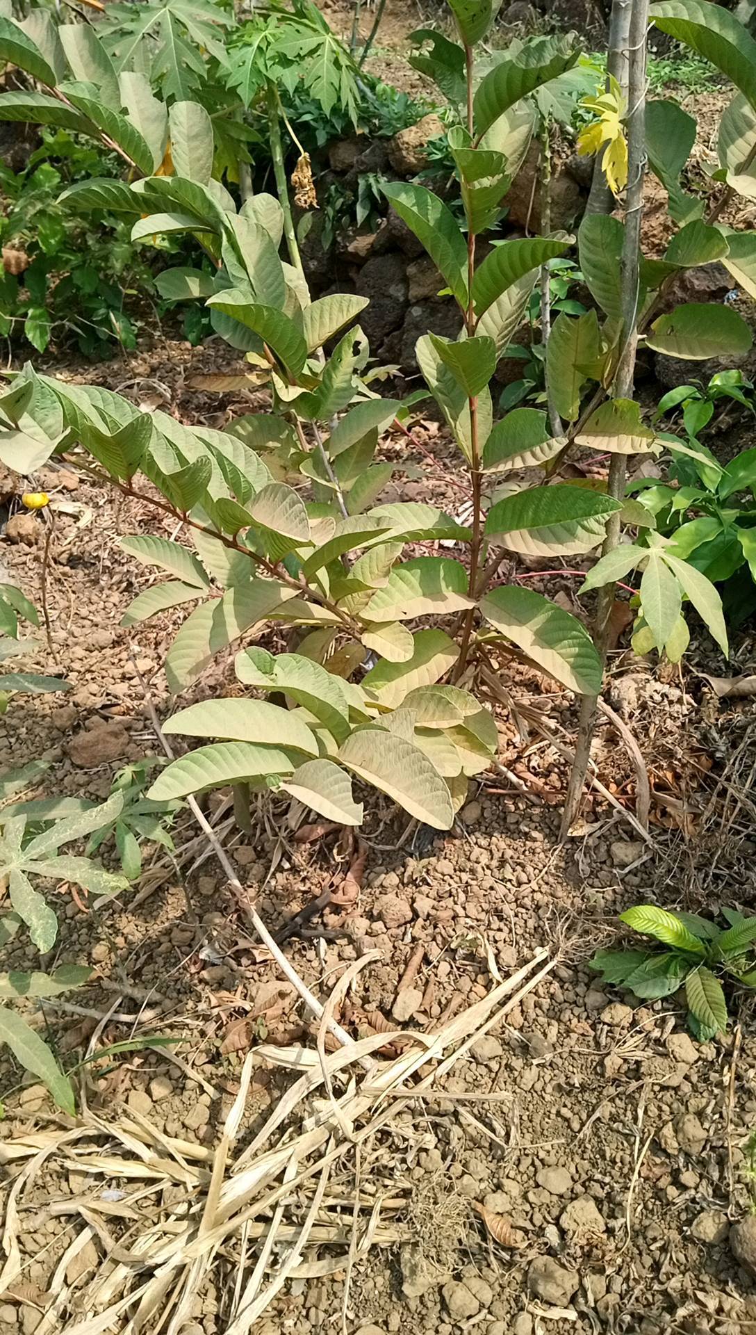 tree
