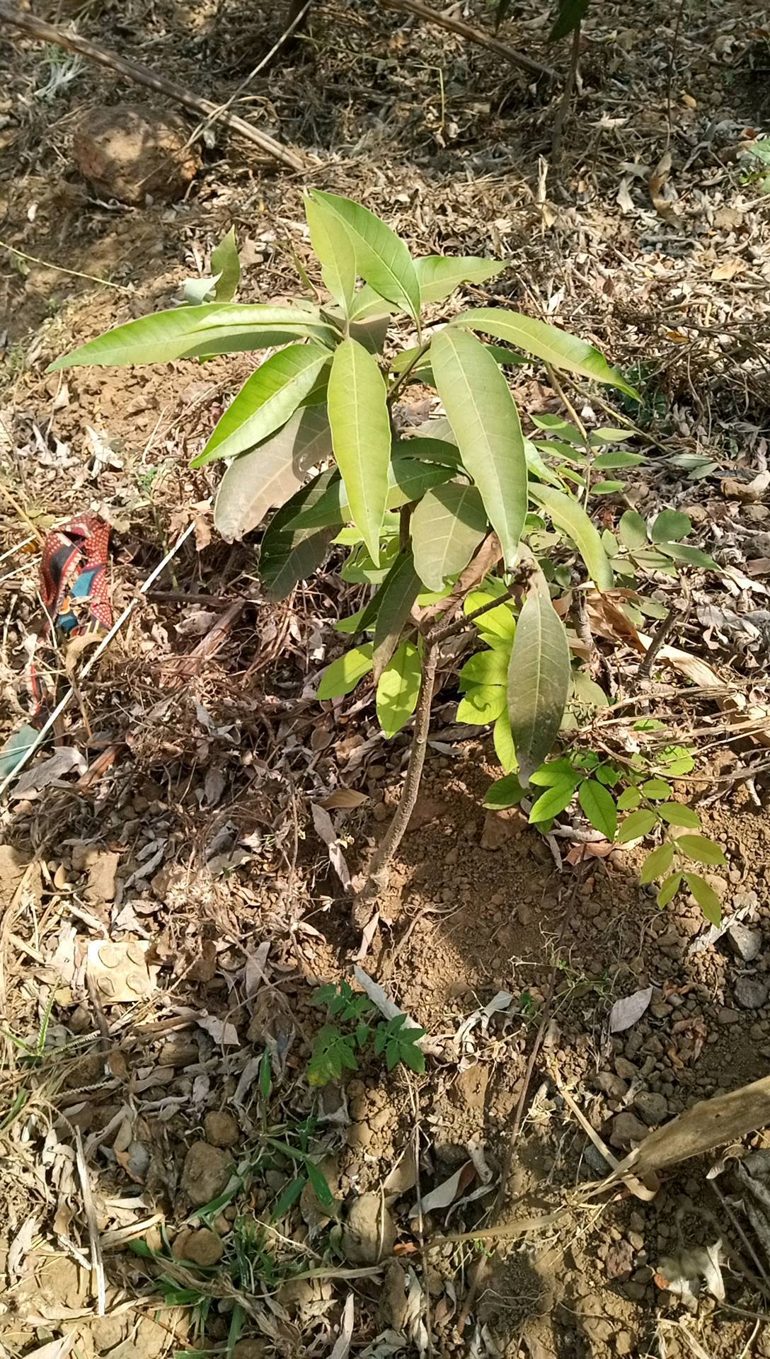 tree
