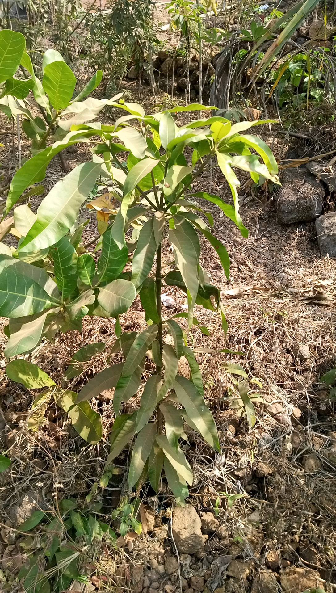 tree