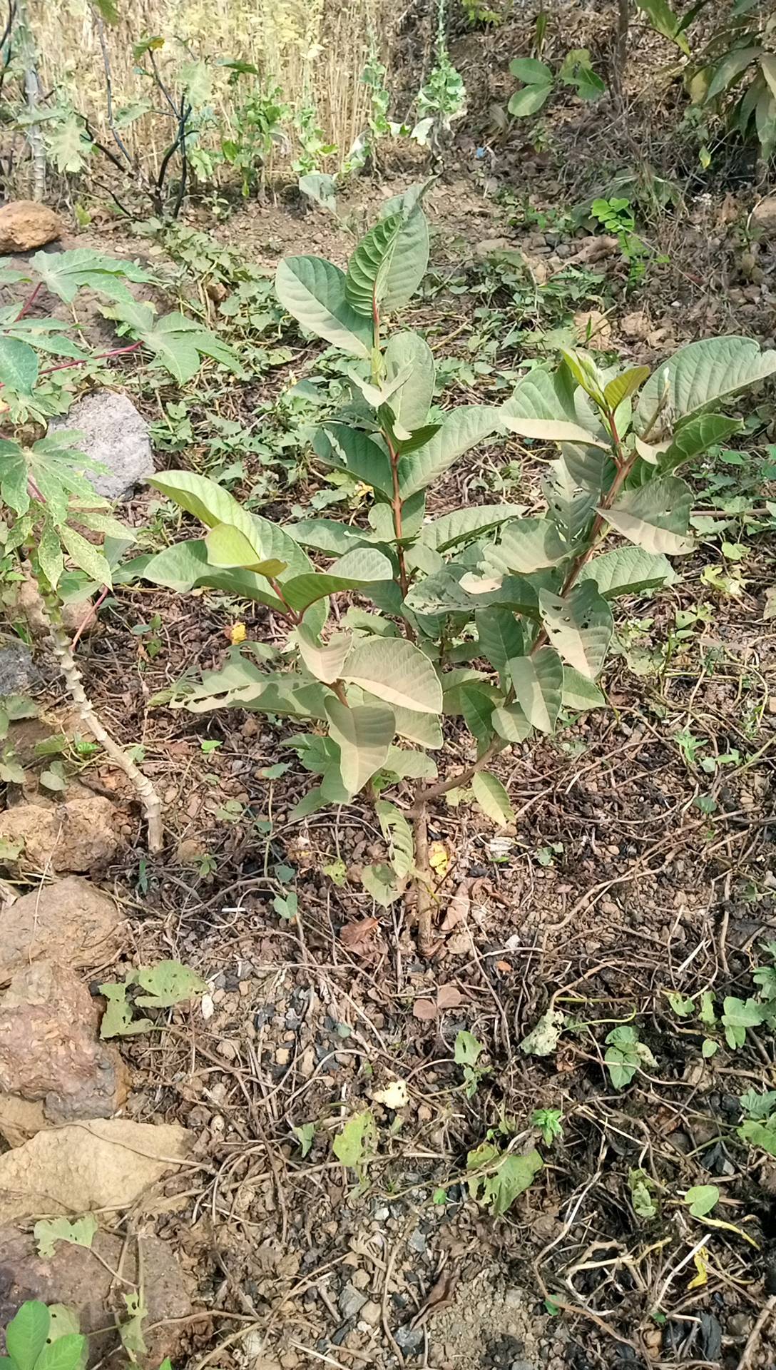 tree