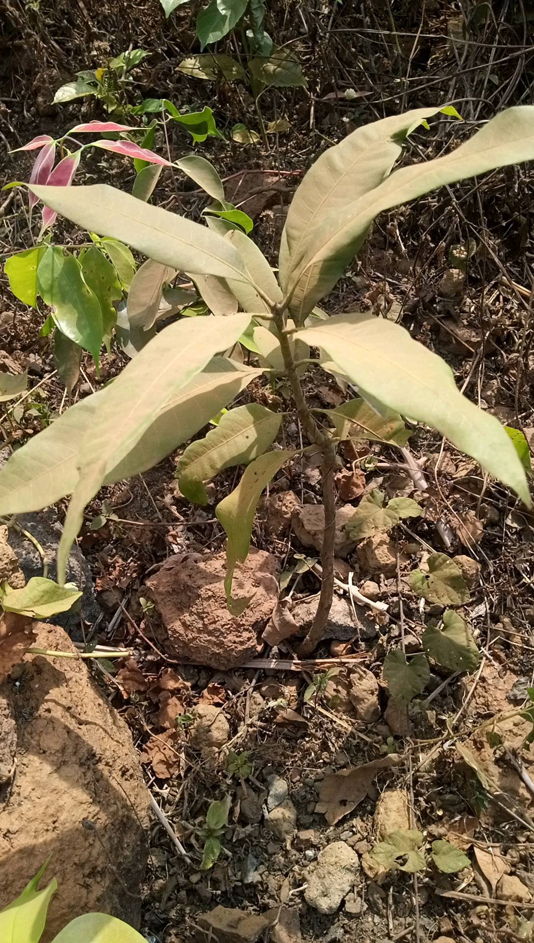 tree