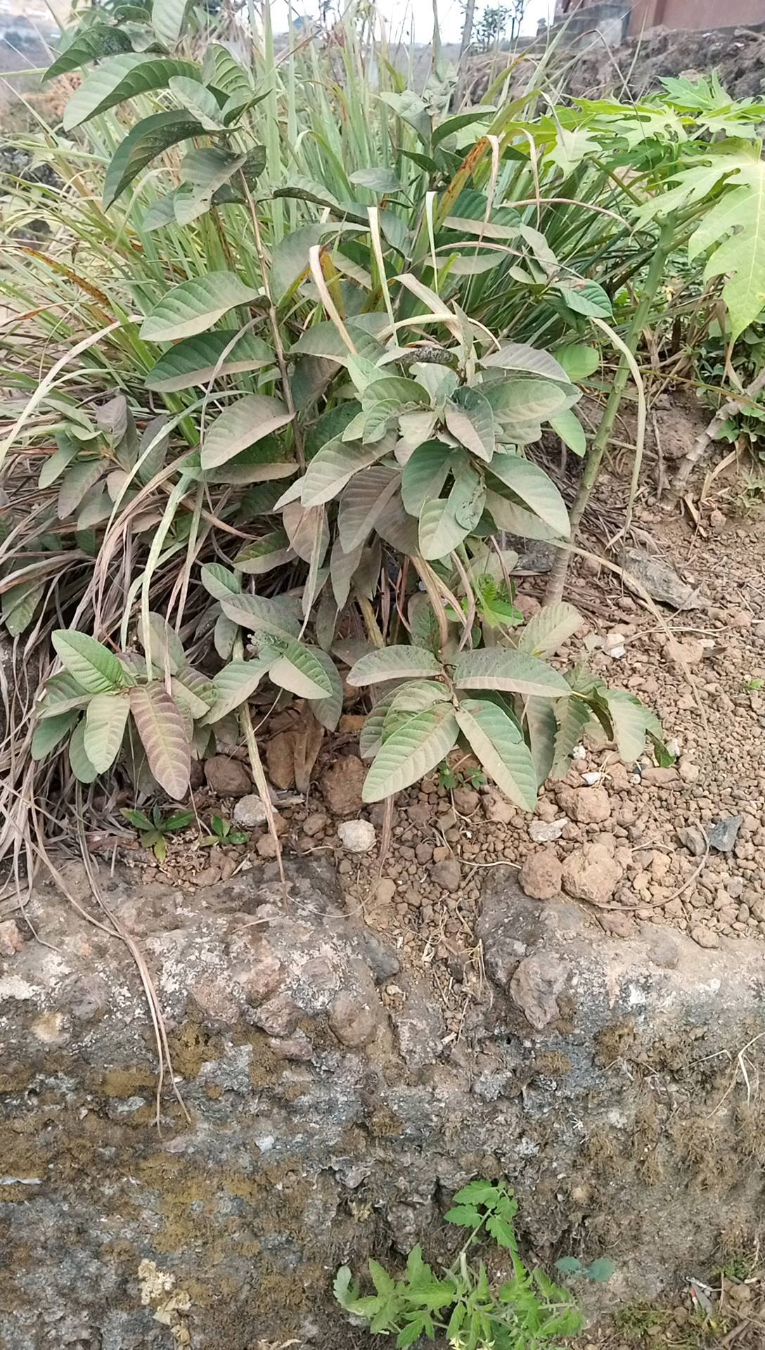 tree