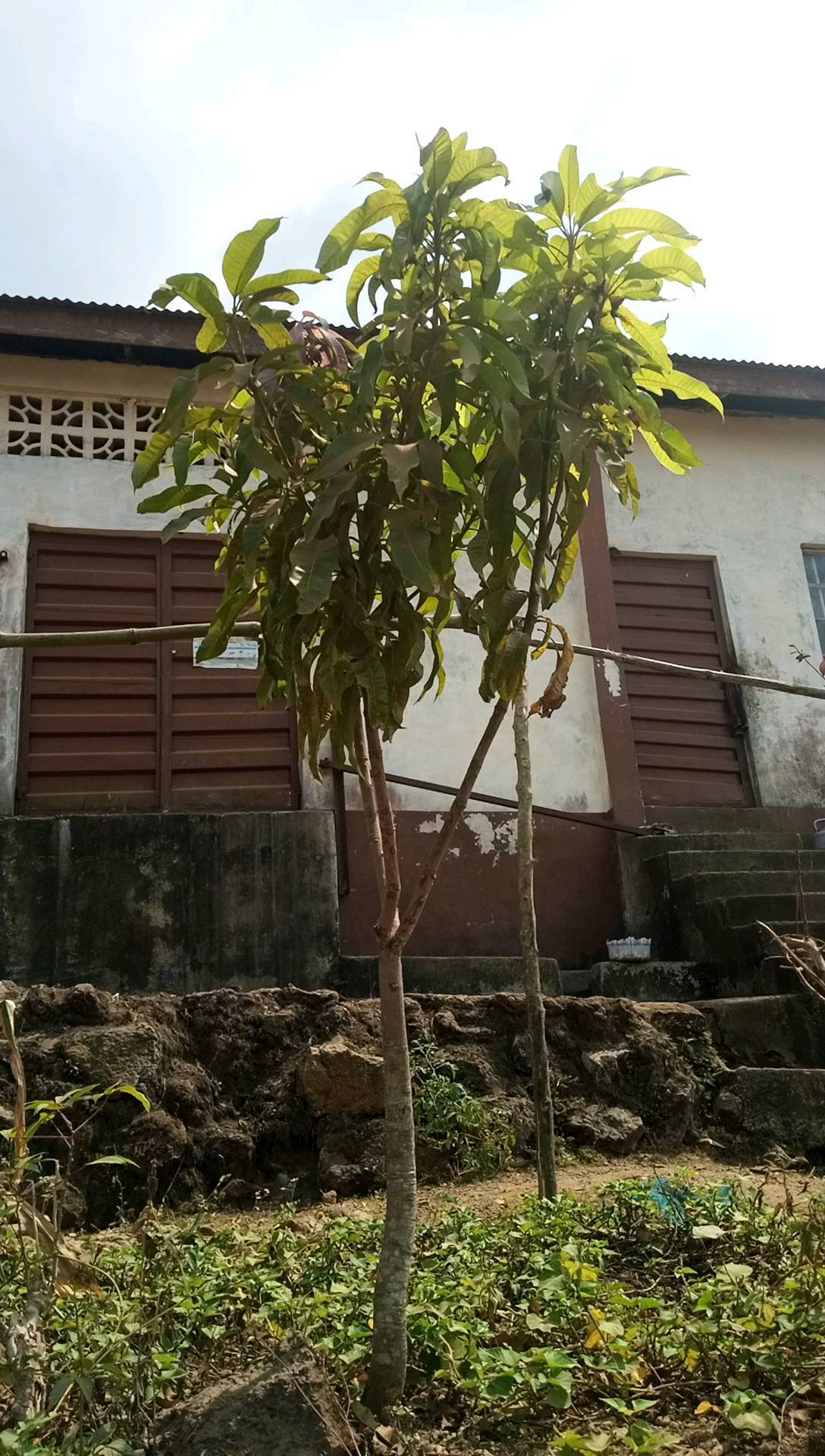 tree
