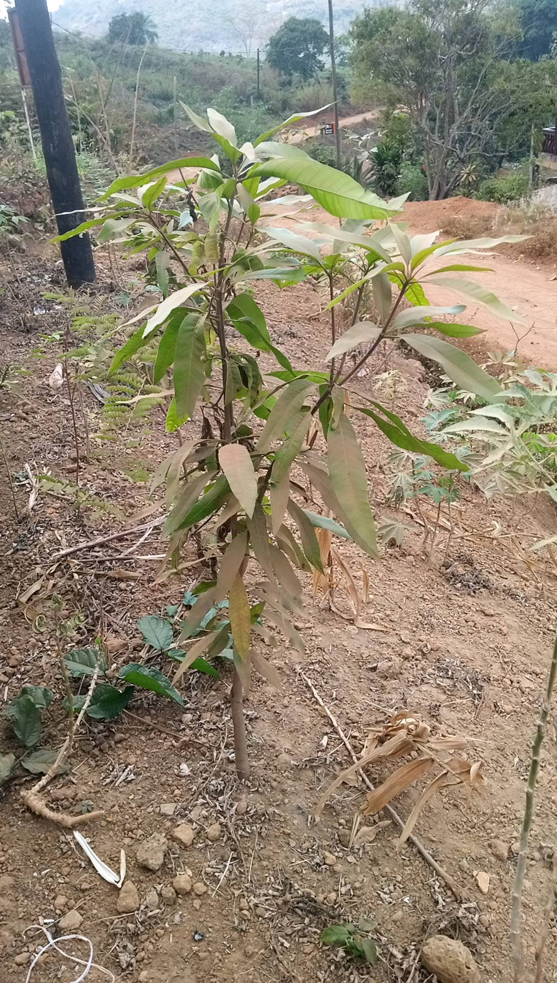 tree