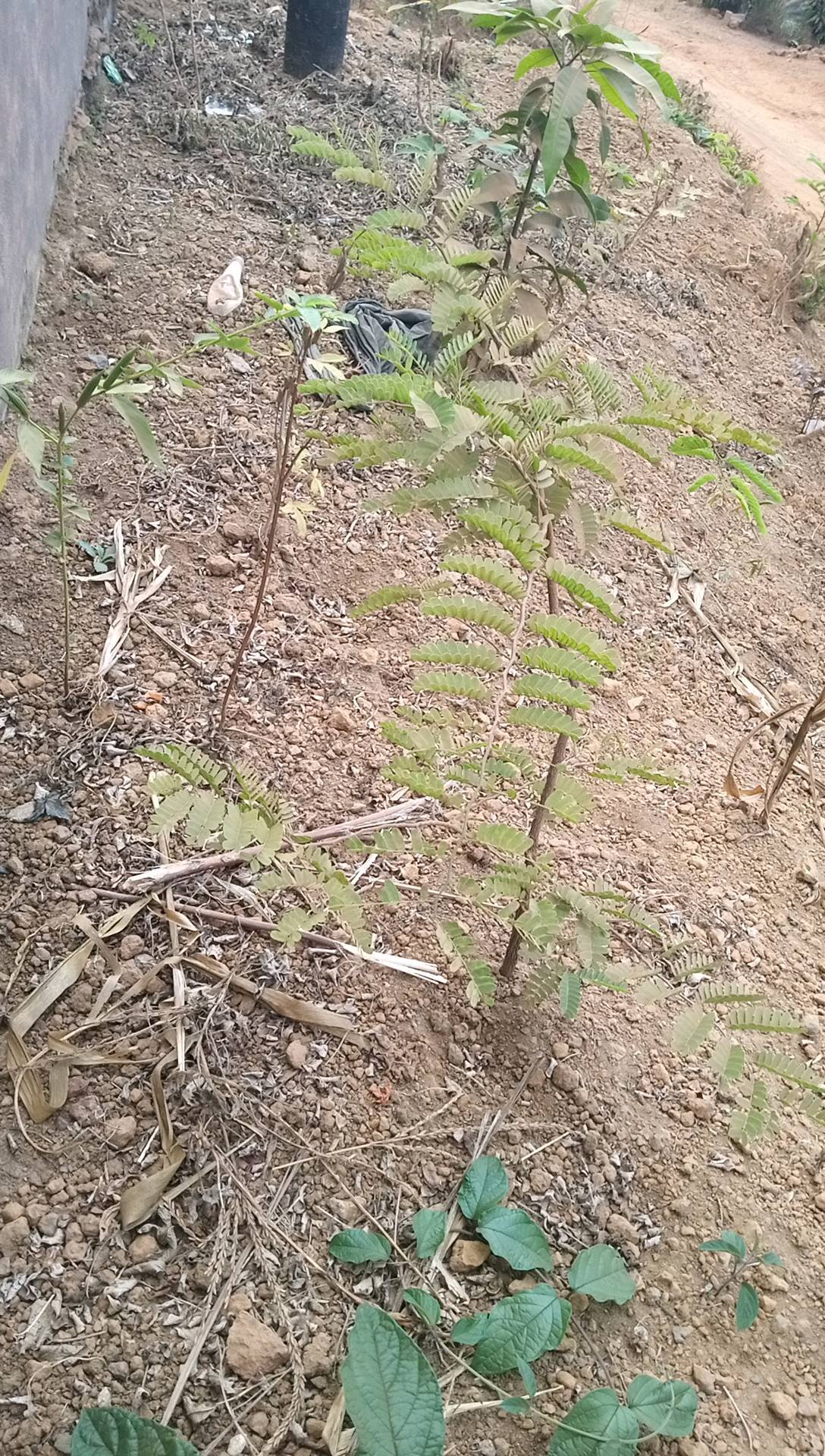 tree