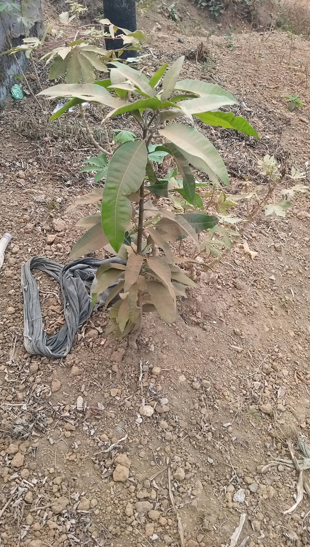 tree