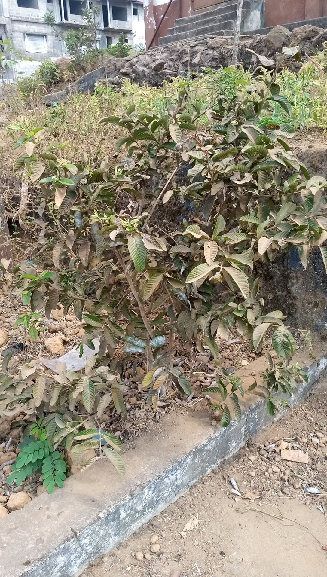 tree