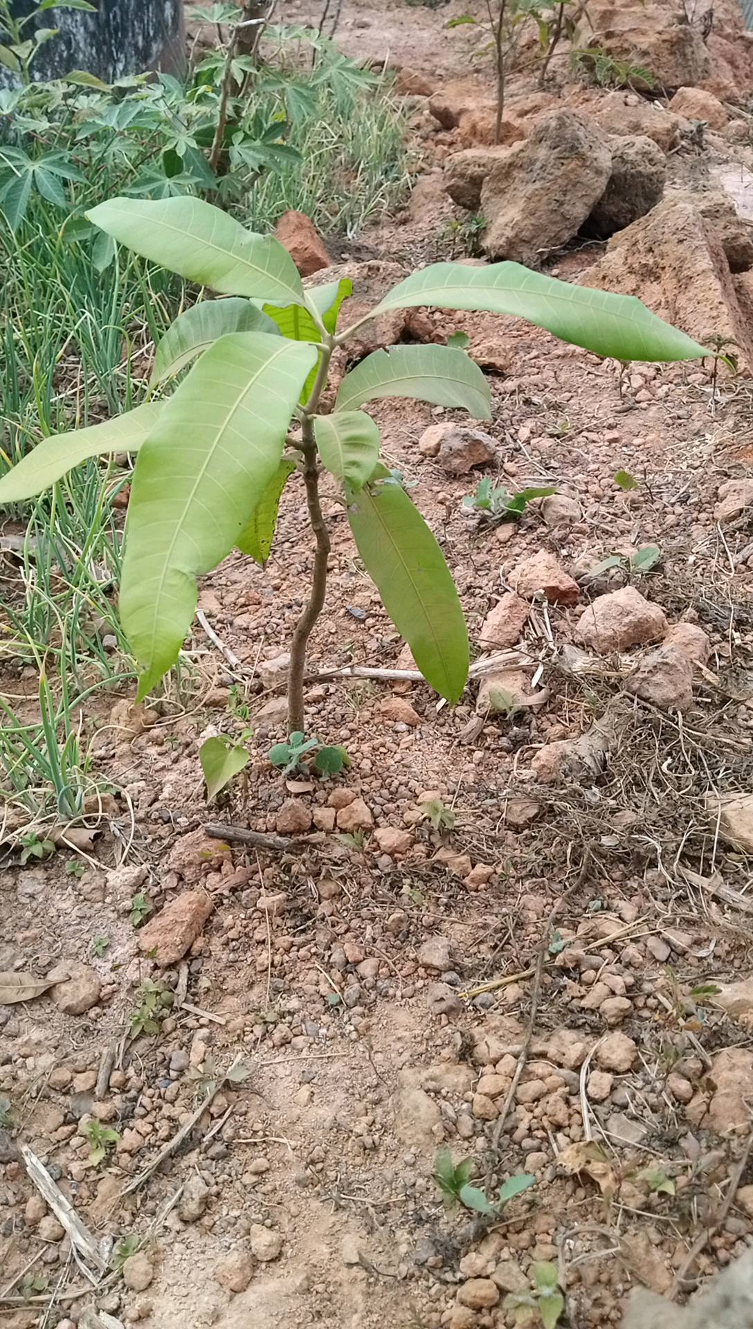 tree