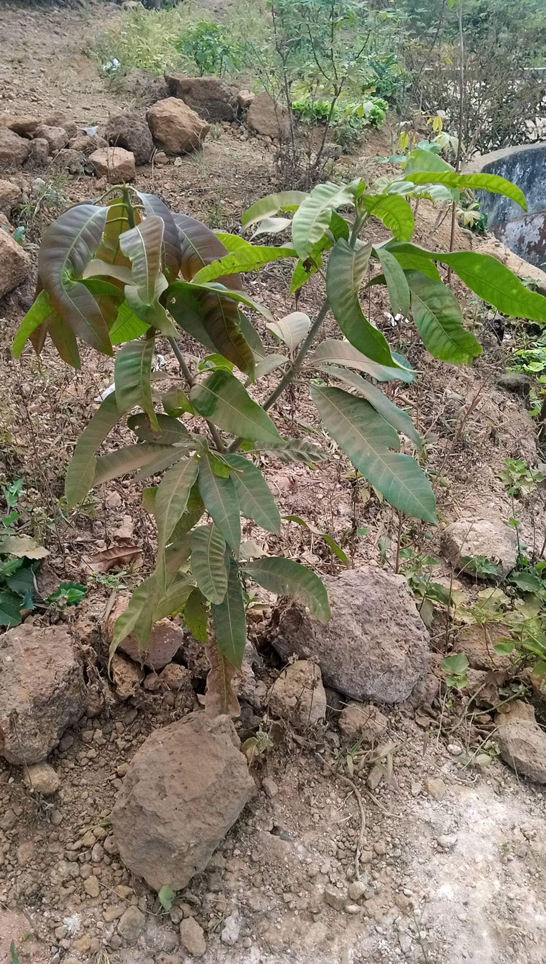 tree