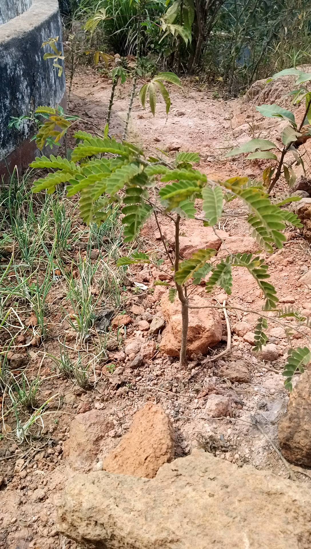 tree