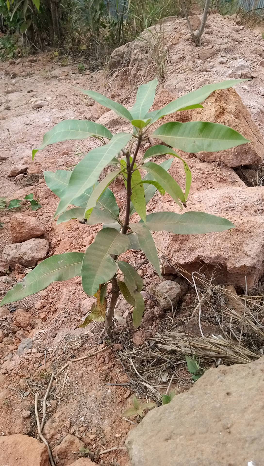 tree
