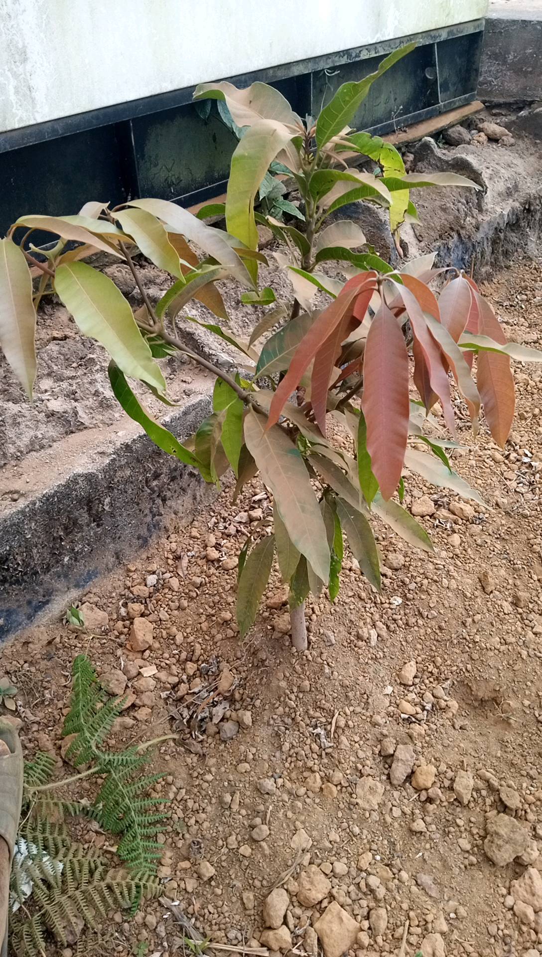 tree
