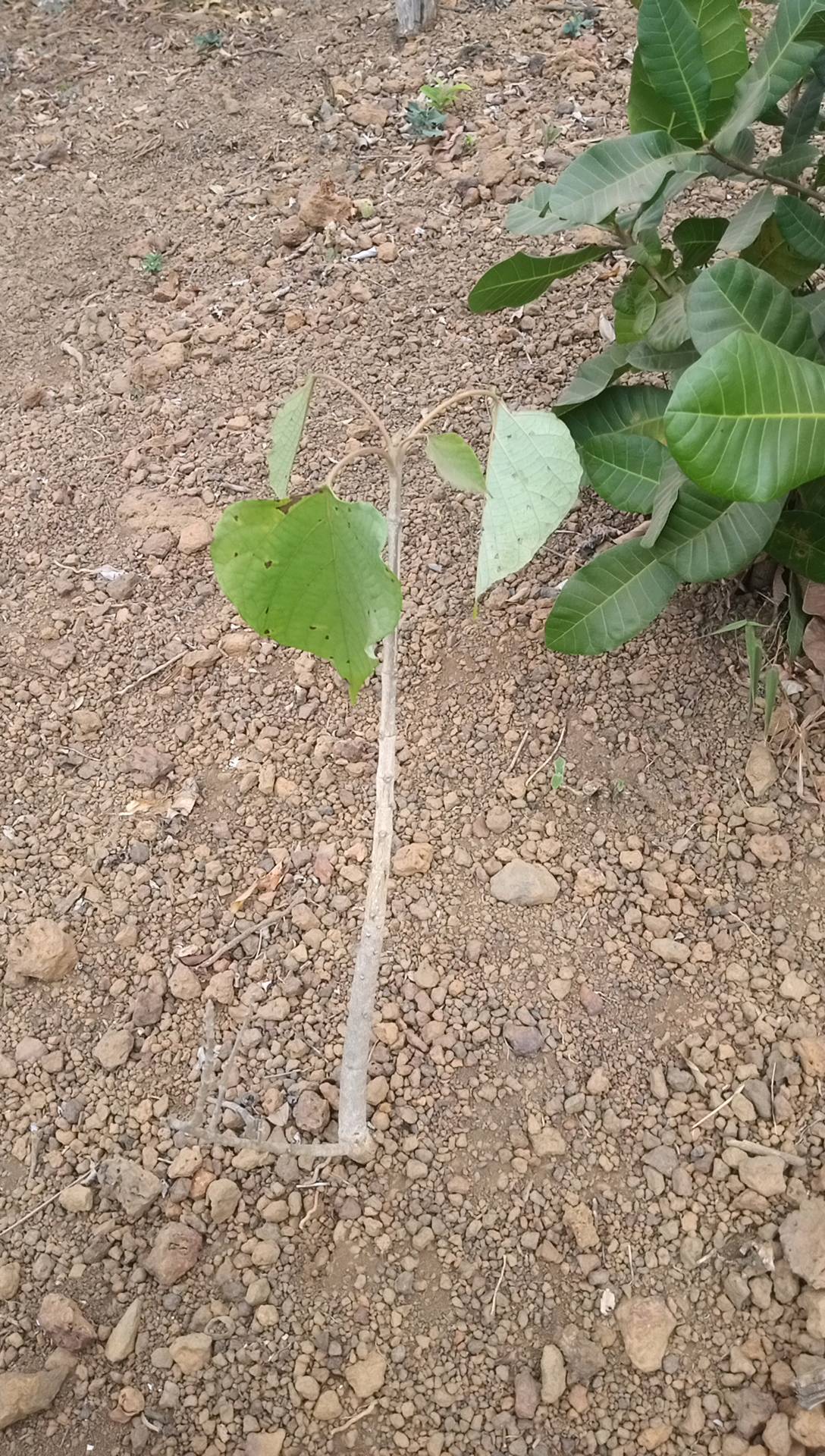 tree