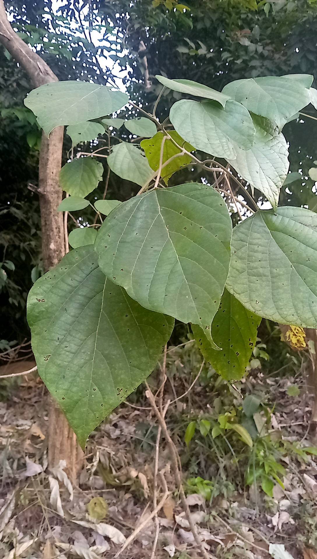 tree