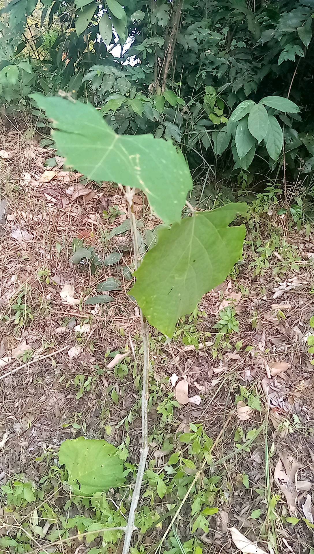 tree