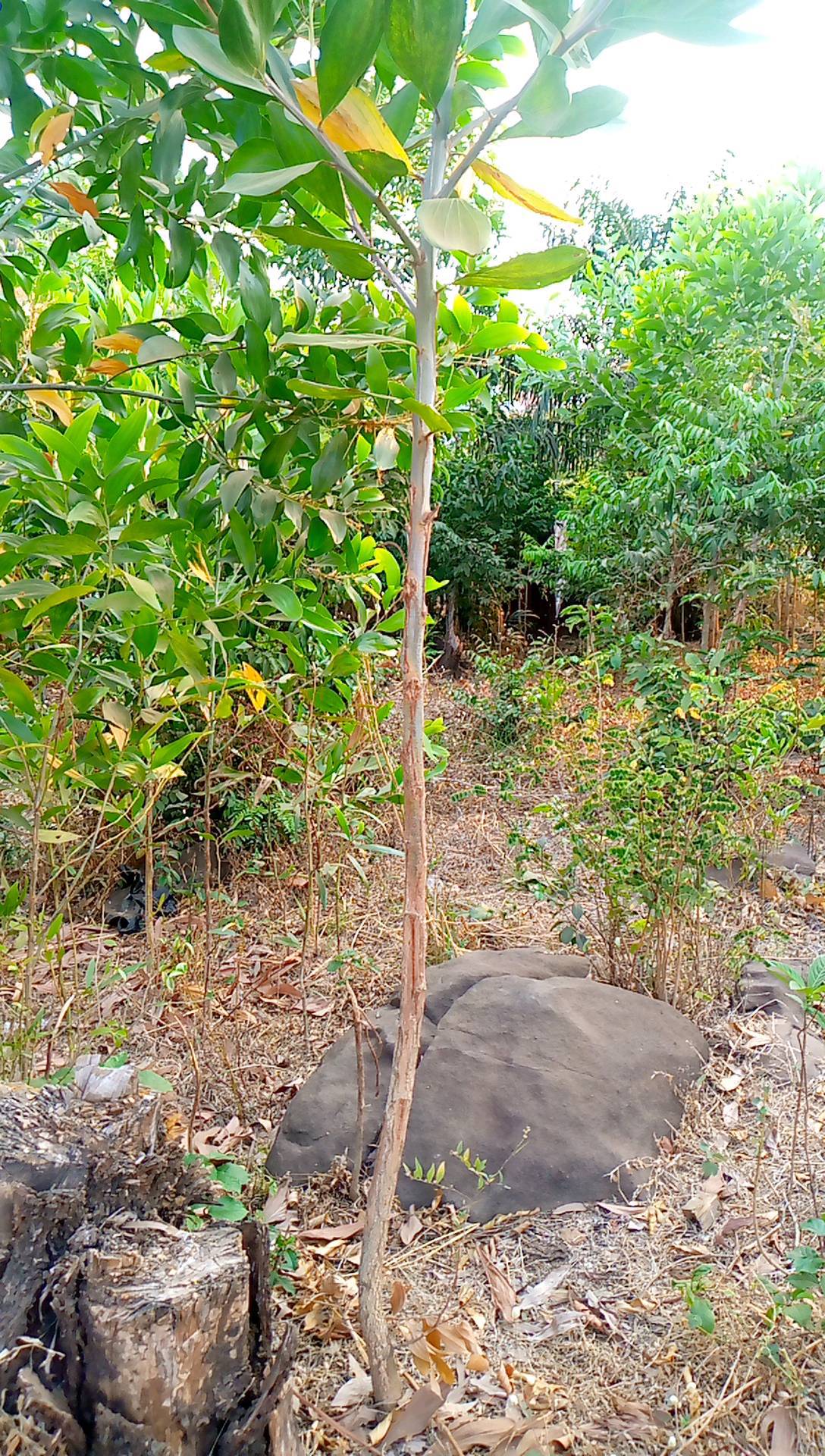 tree