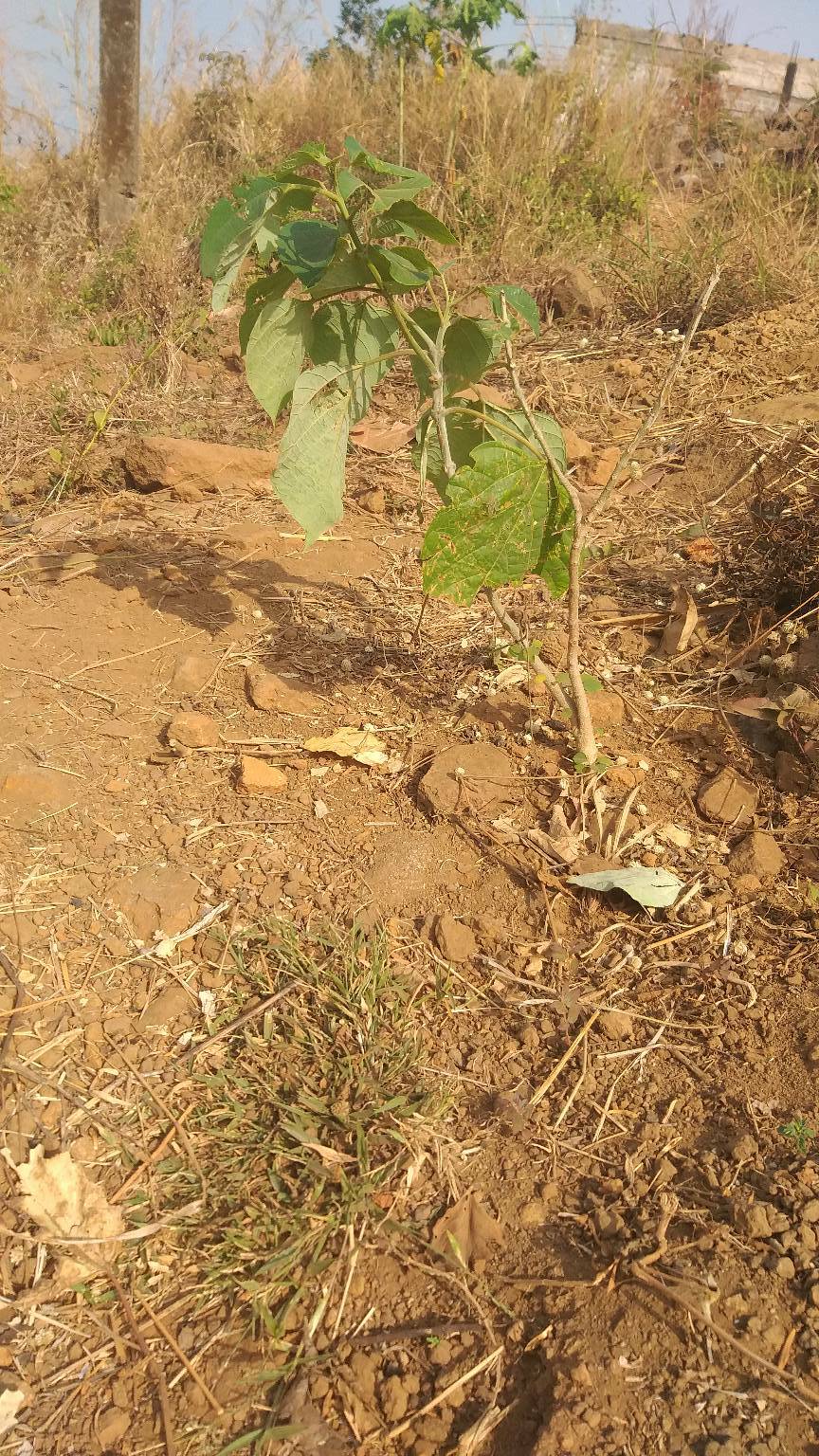 tree