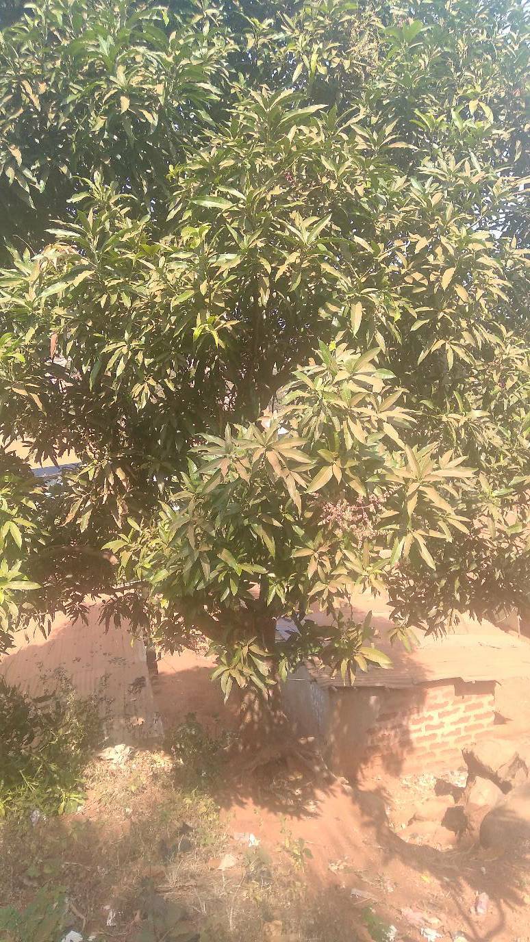 tree