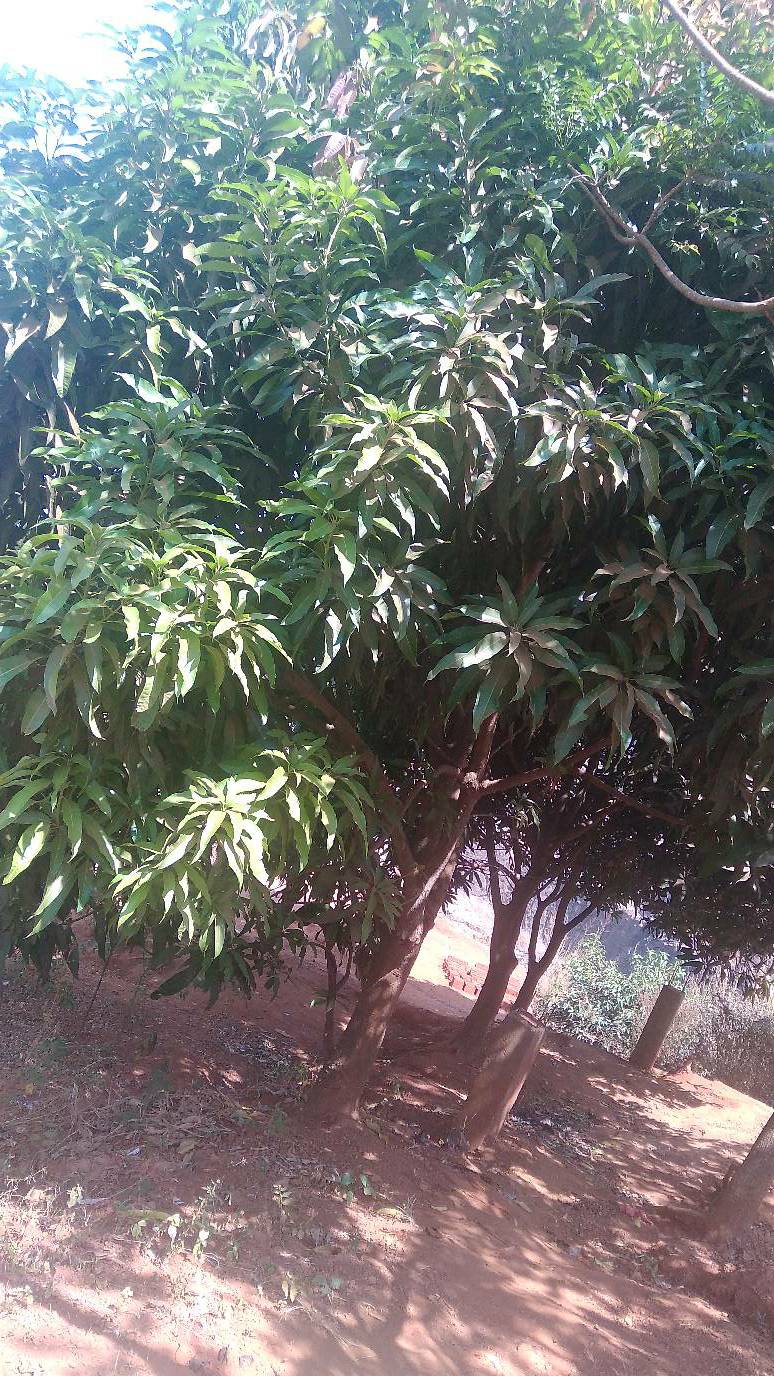 tree