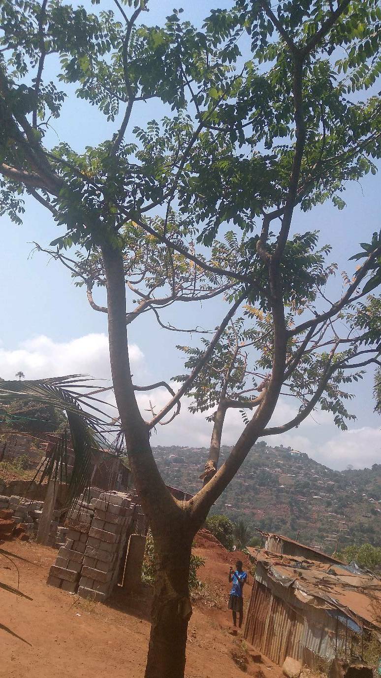 tree