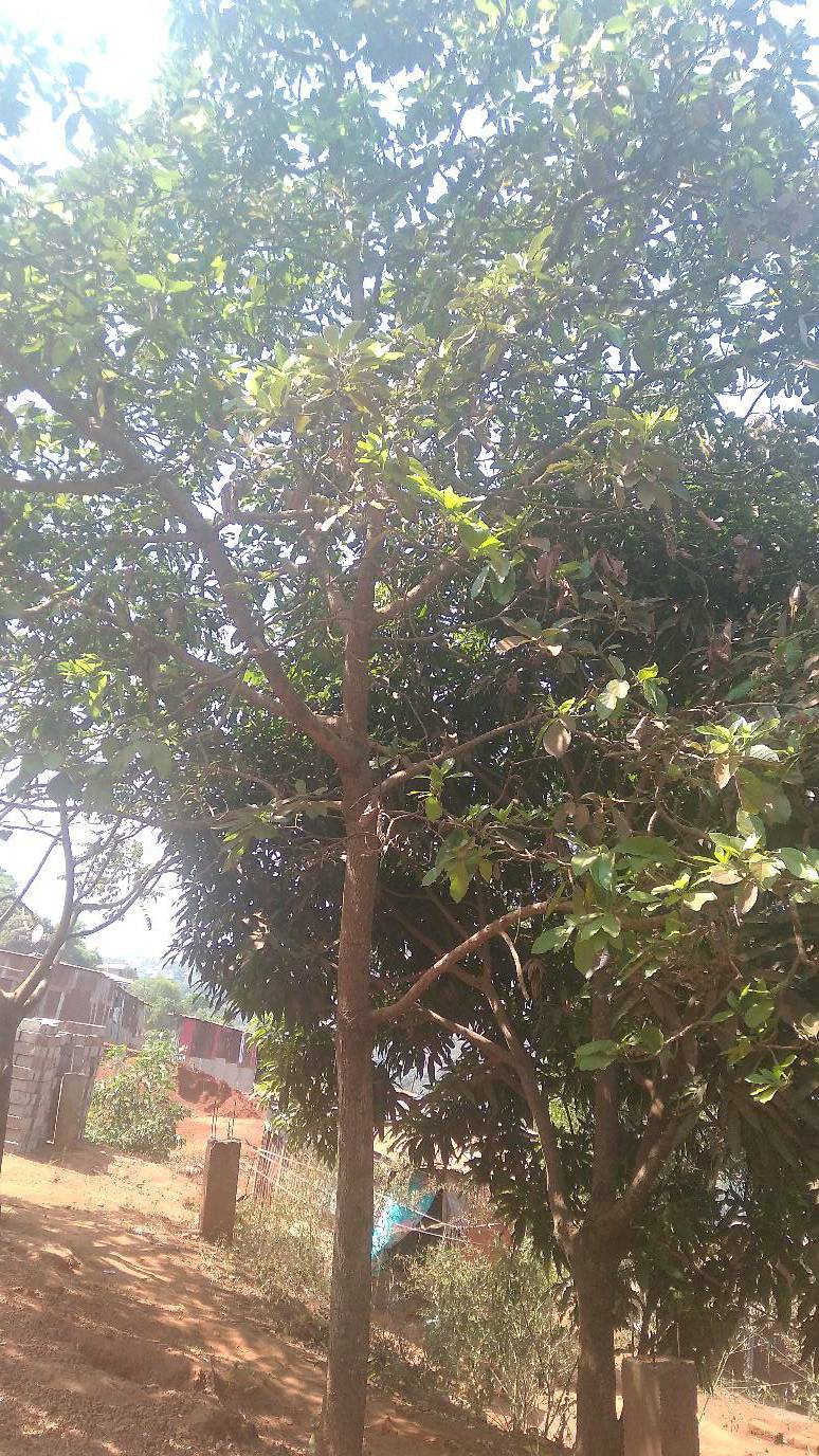 tree