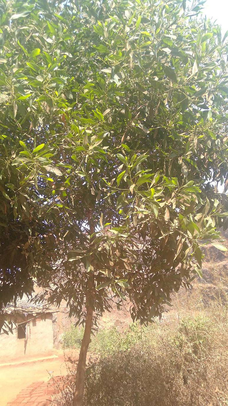 tree