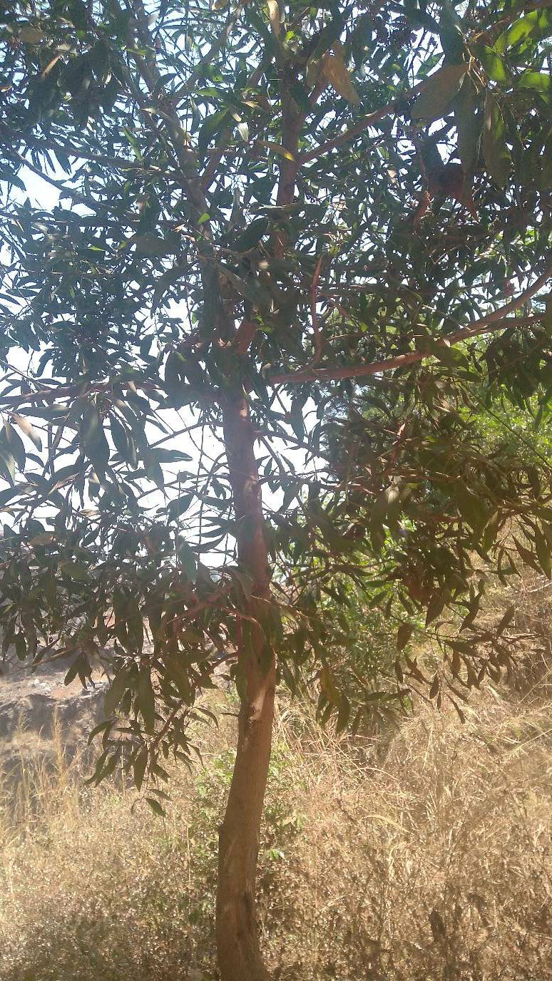 tree