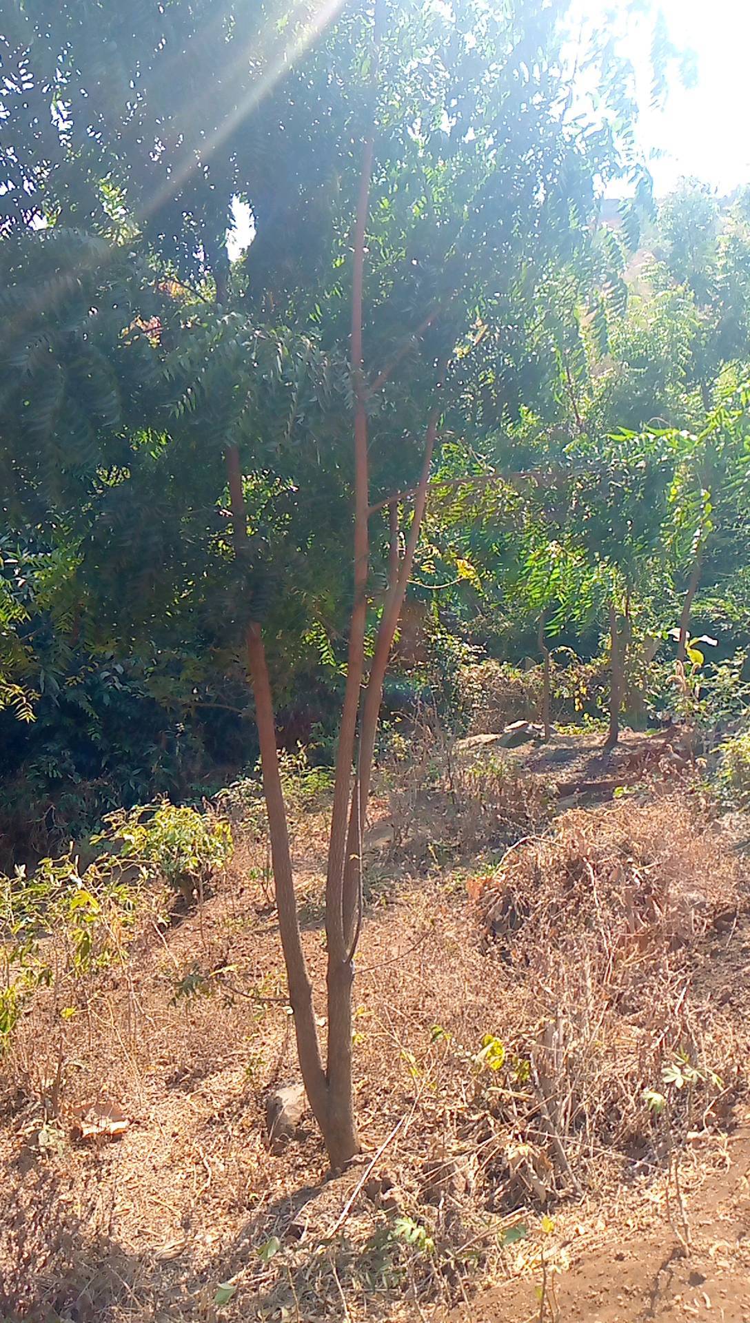 tree