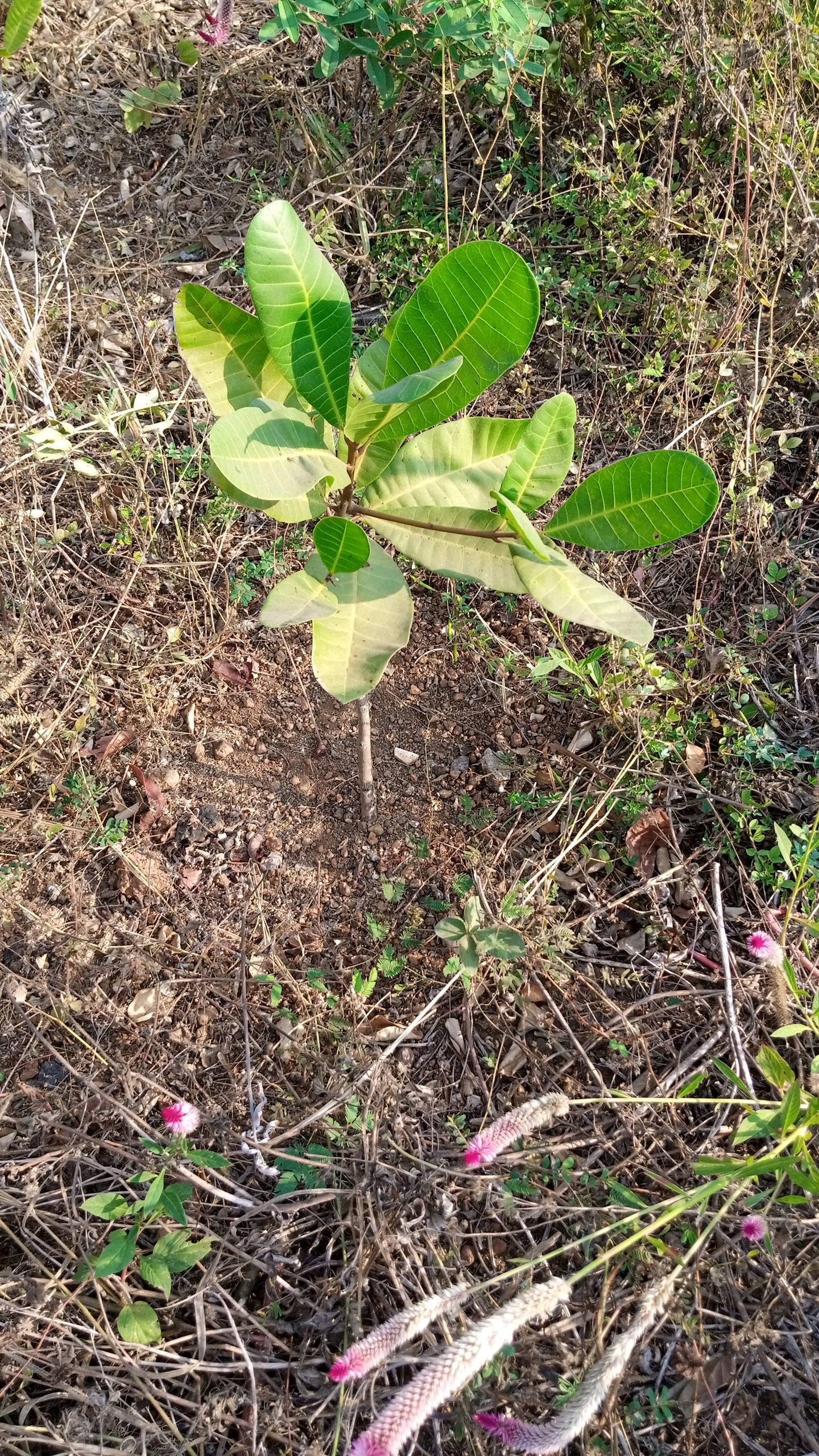 tree