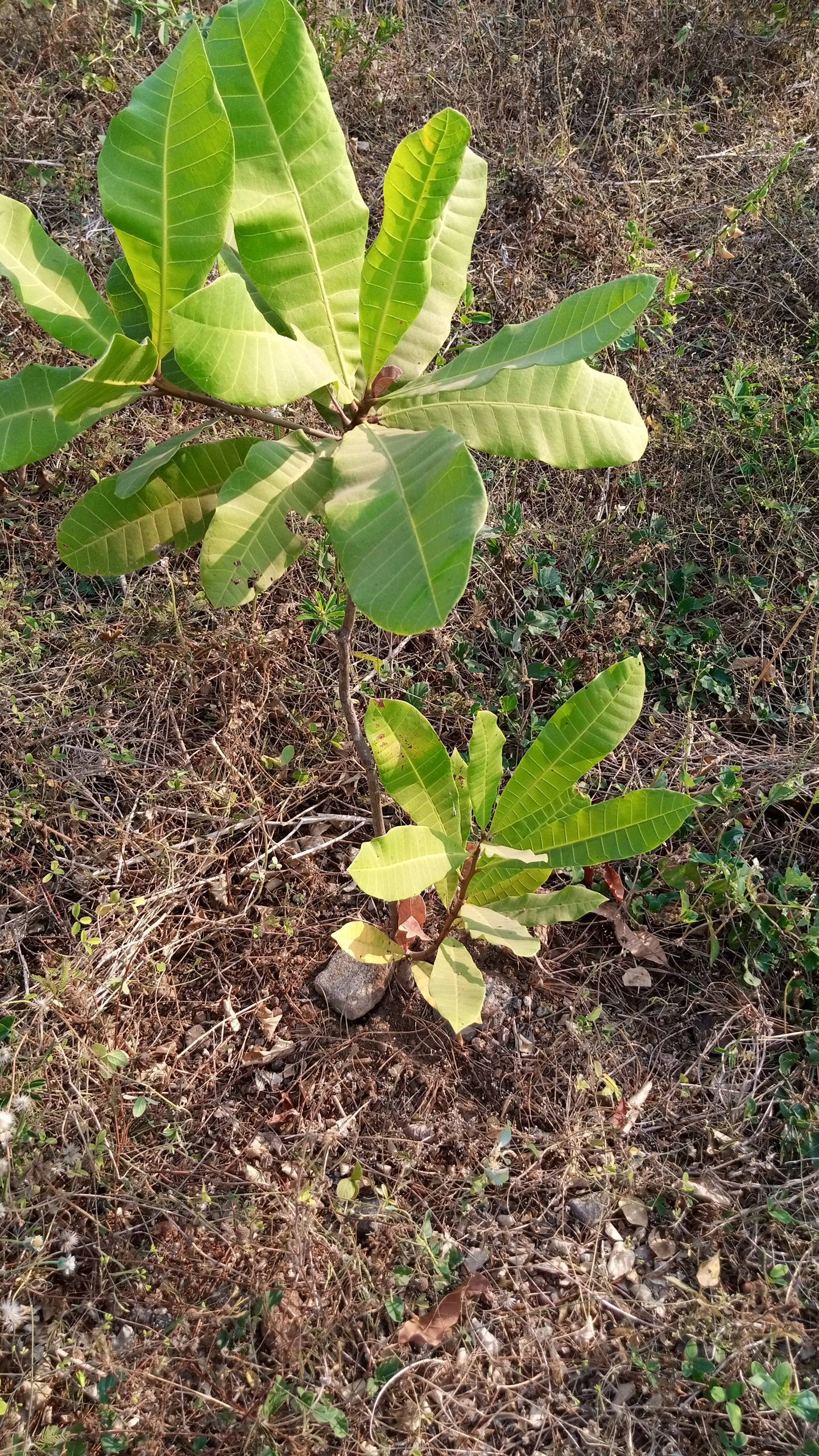 tree
