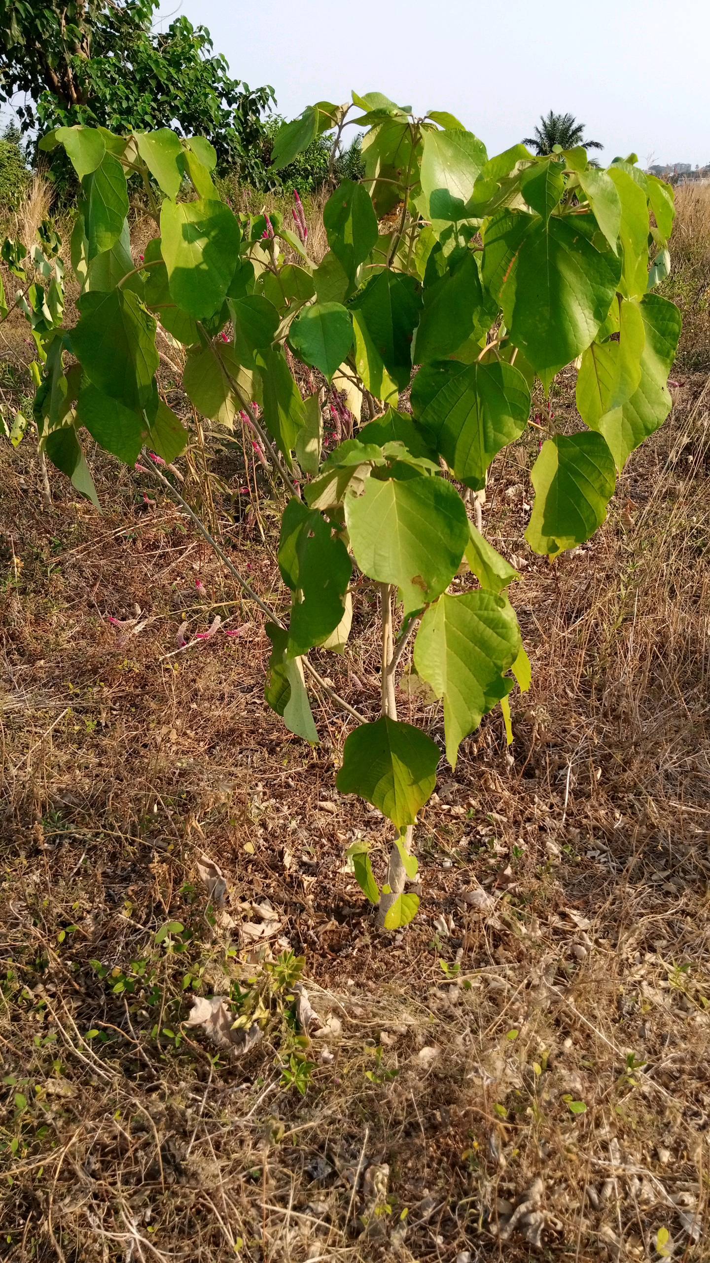 tree
