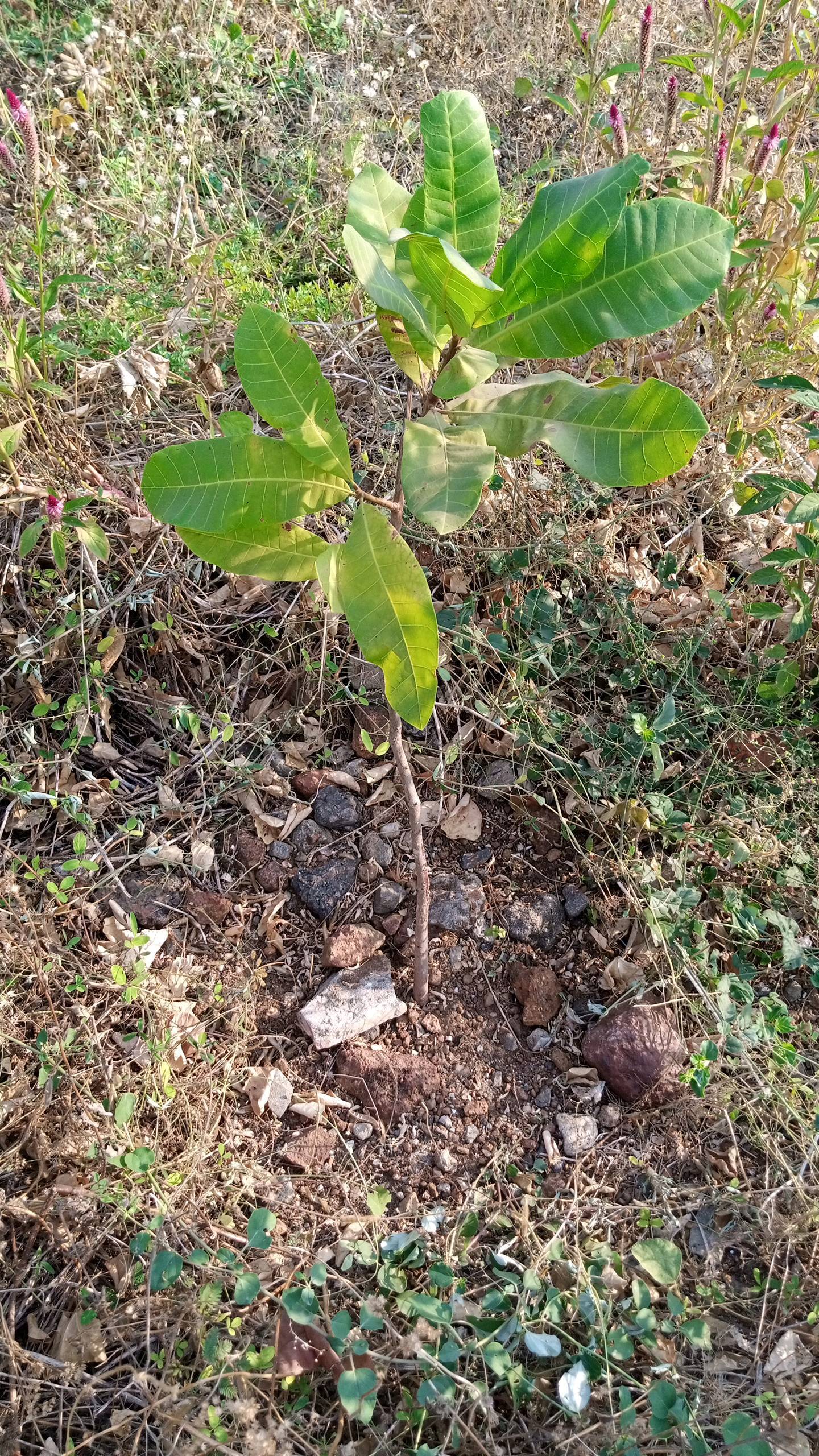 tree