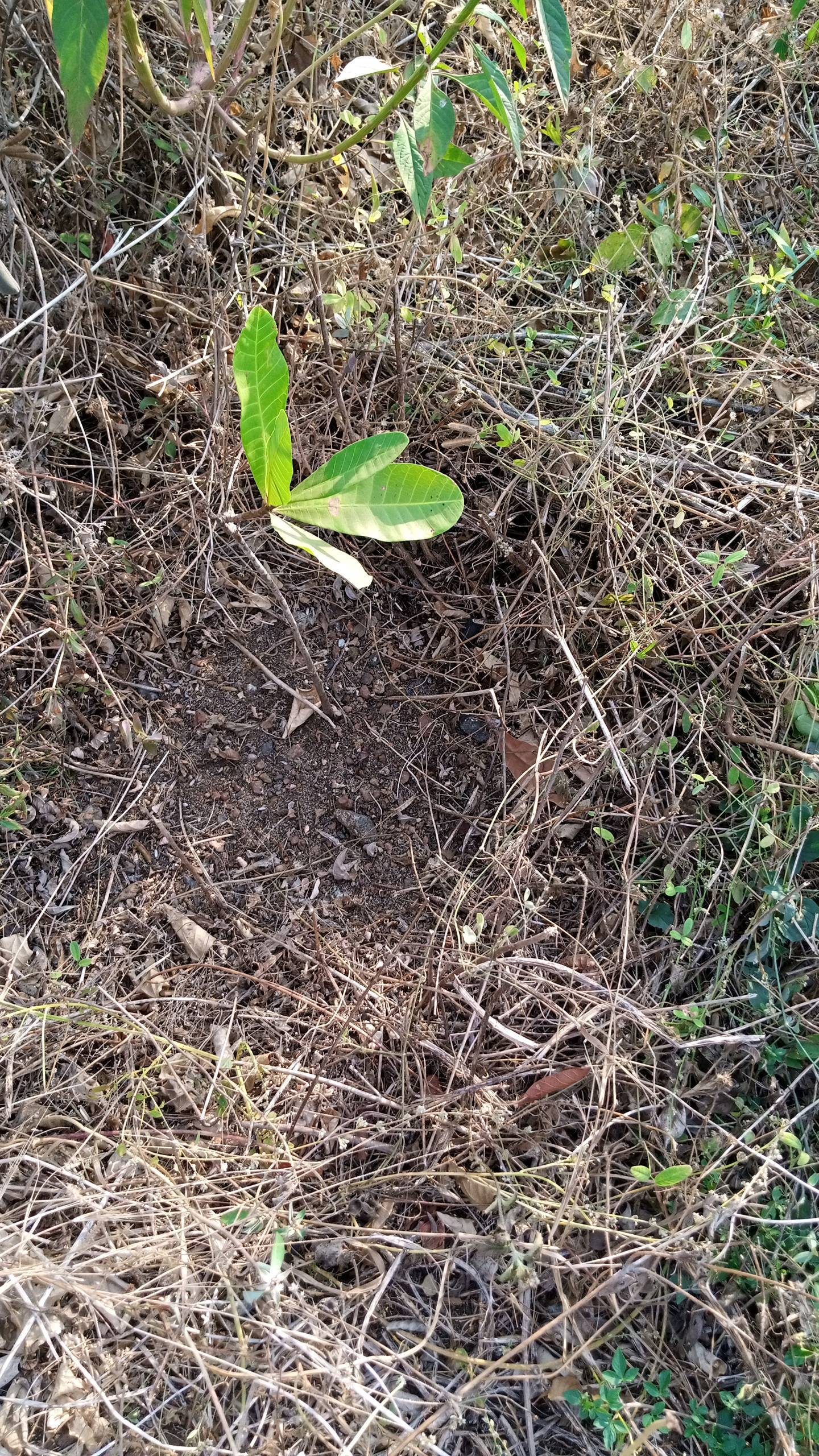 tree