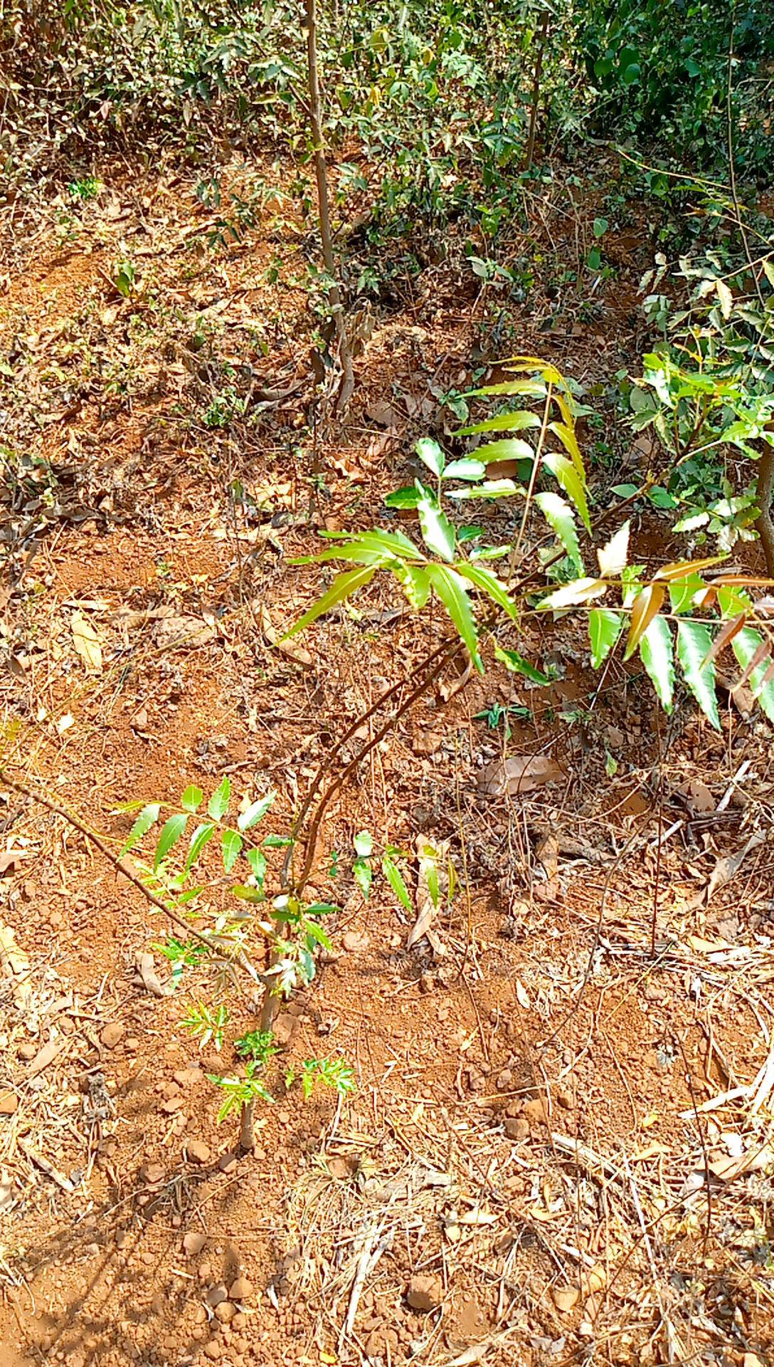 tree