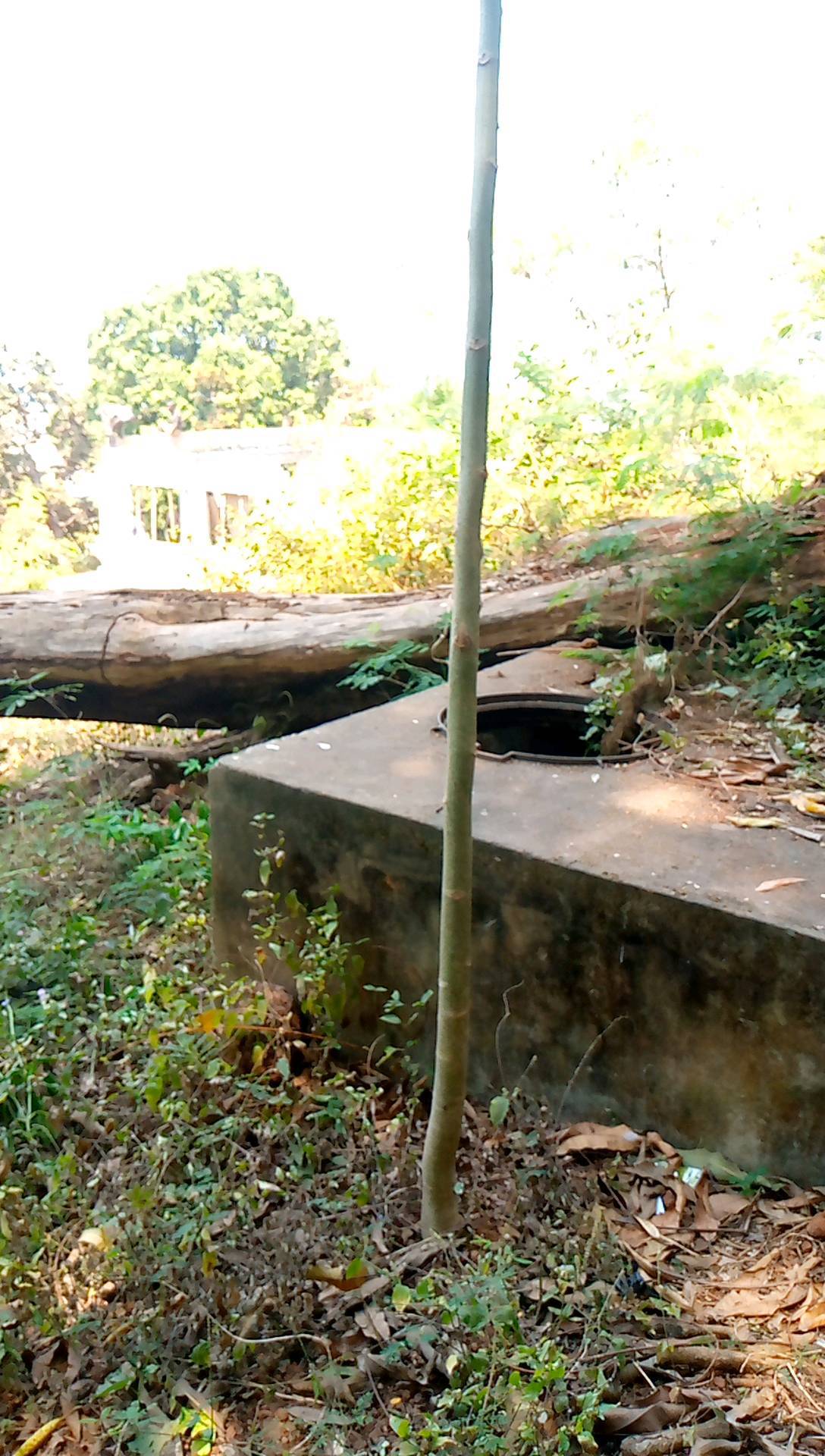 tree