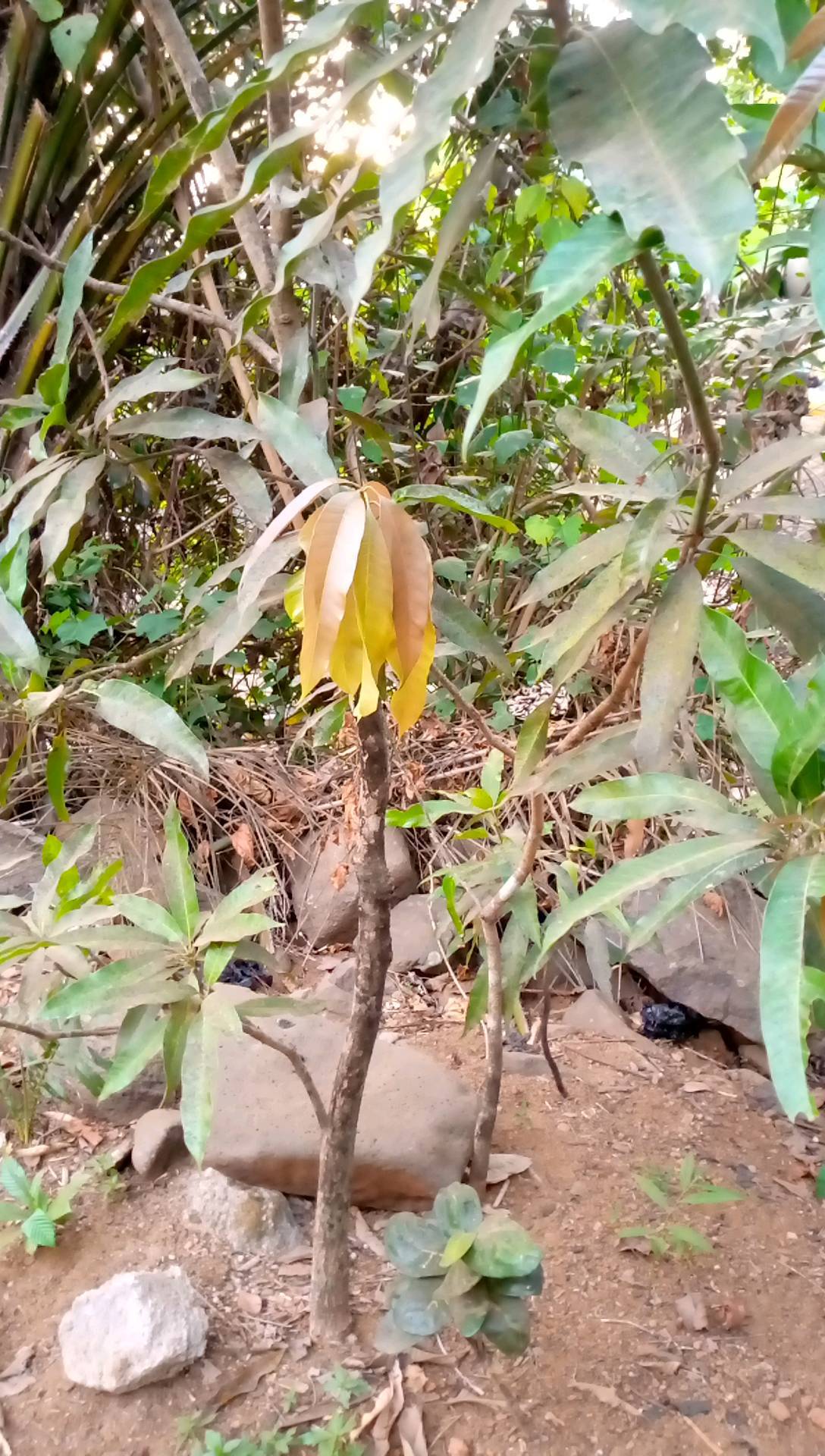 tree